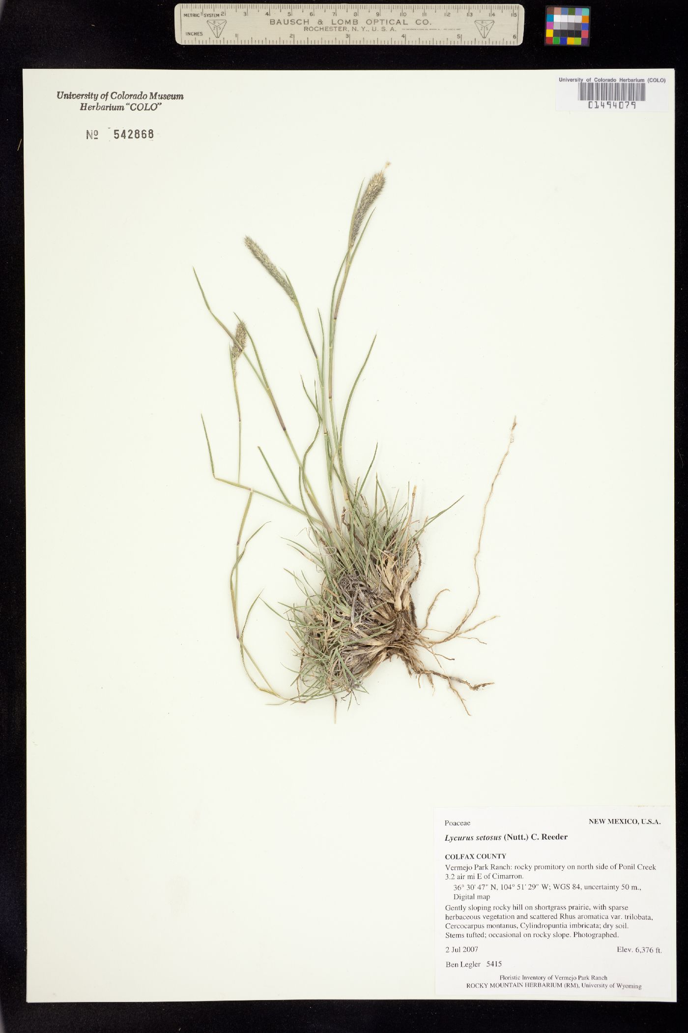 Muhlenbergia image