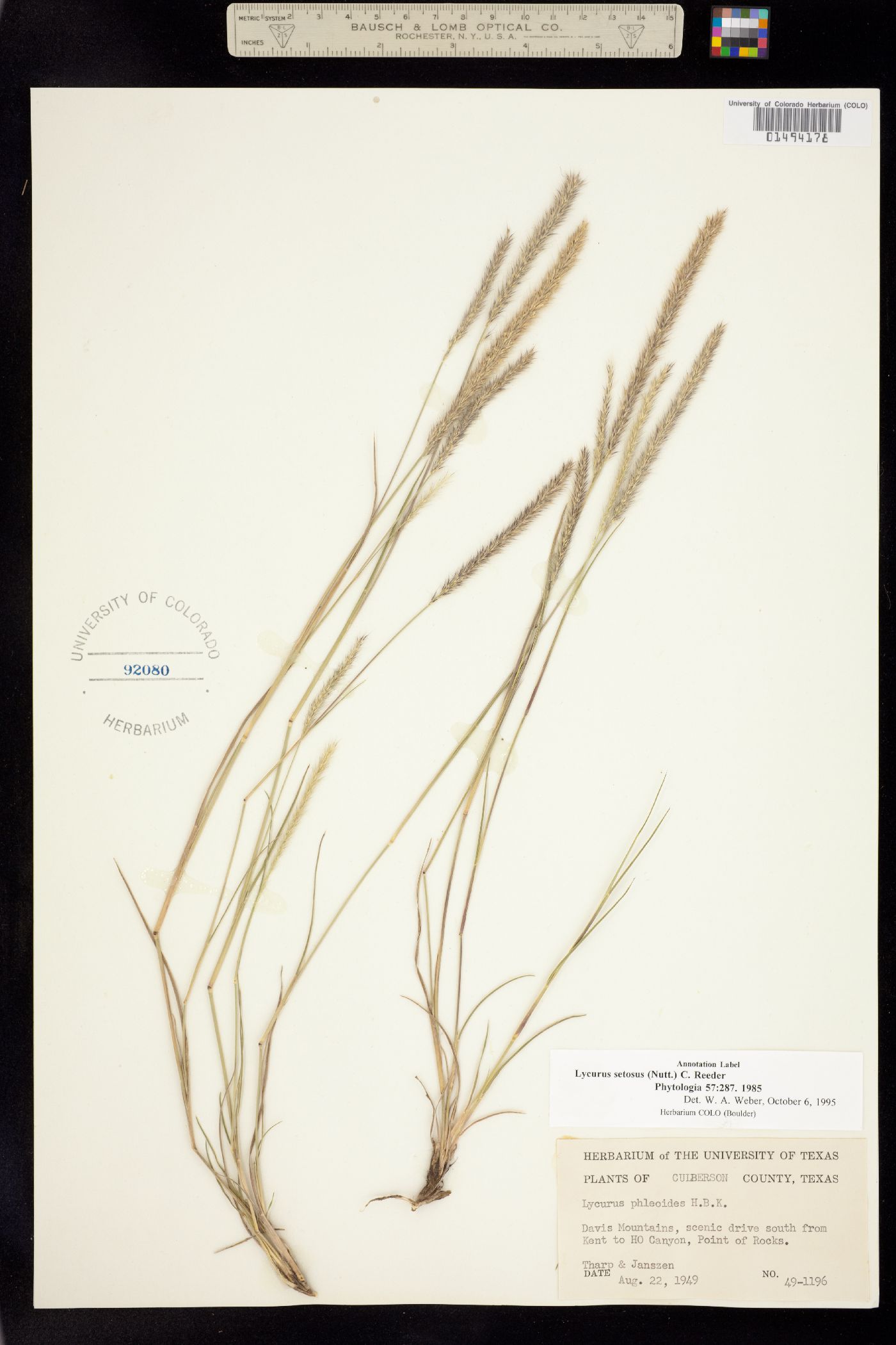Muhlenbergia image