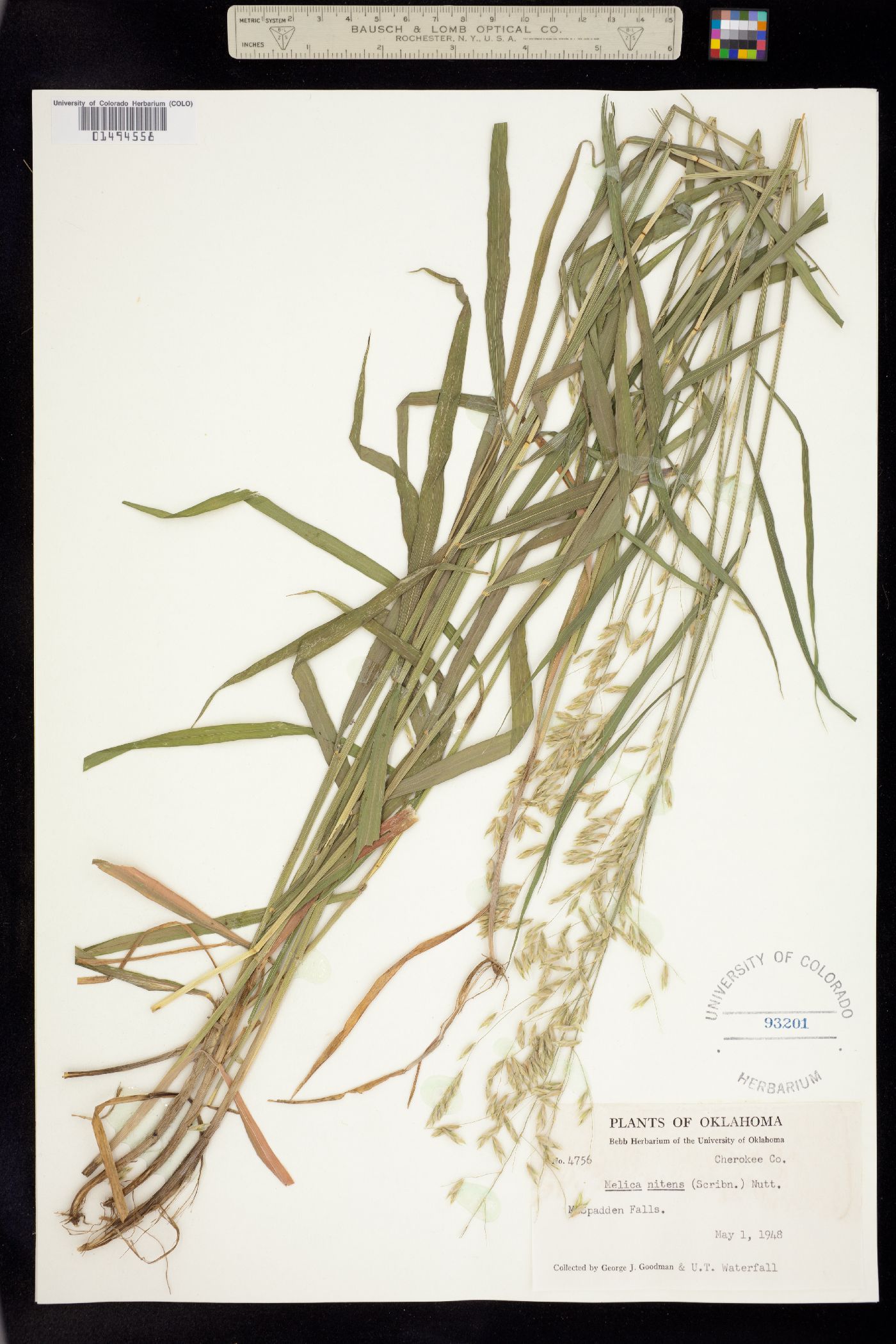 Melica nitens image