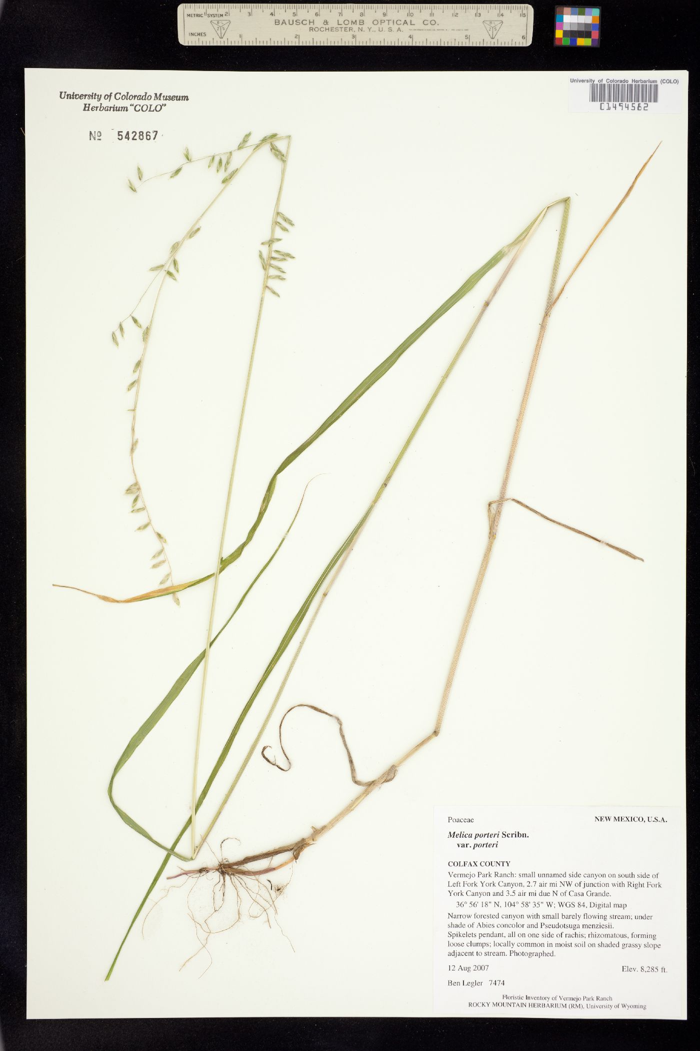 Melica porteri image