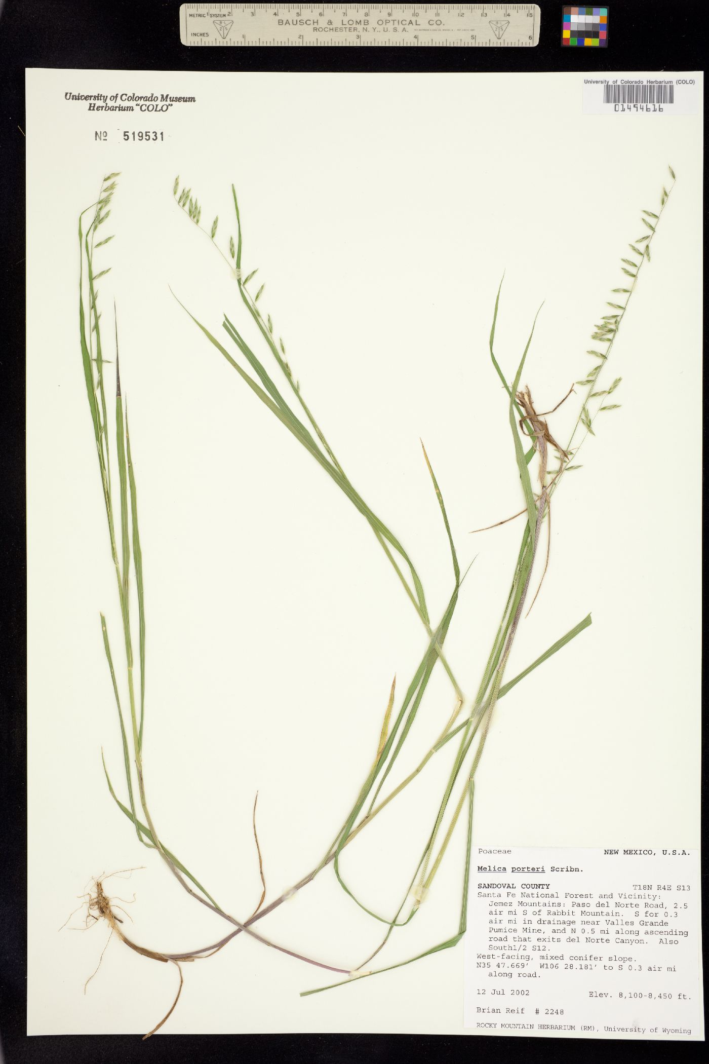 Melica porteri image