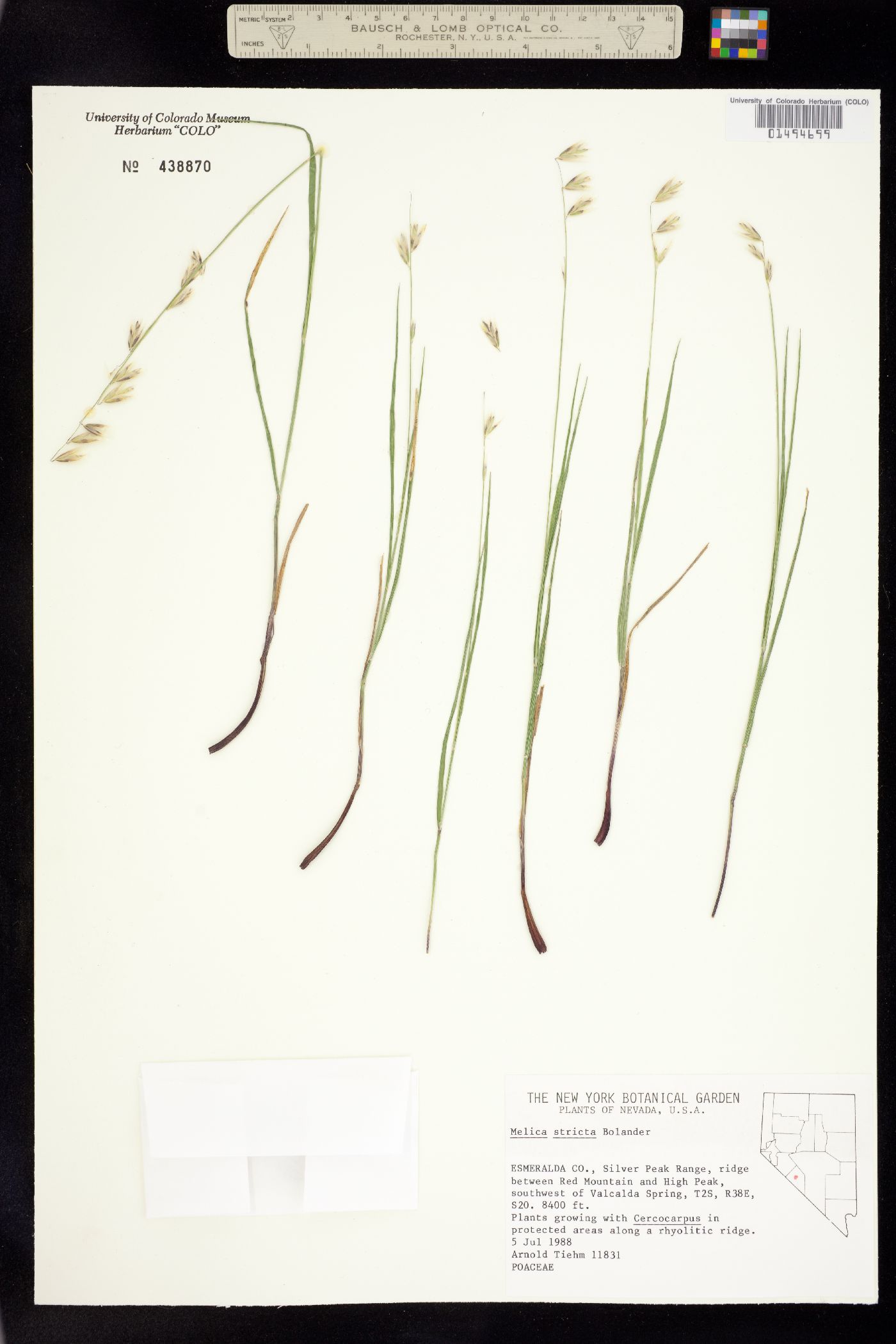 Melica stricta image