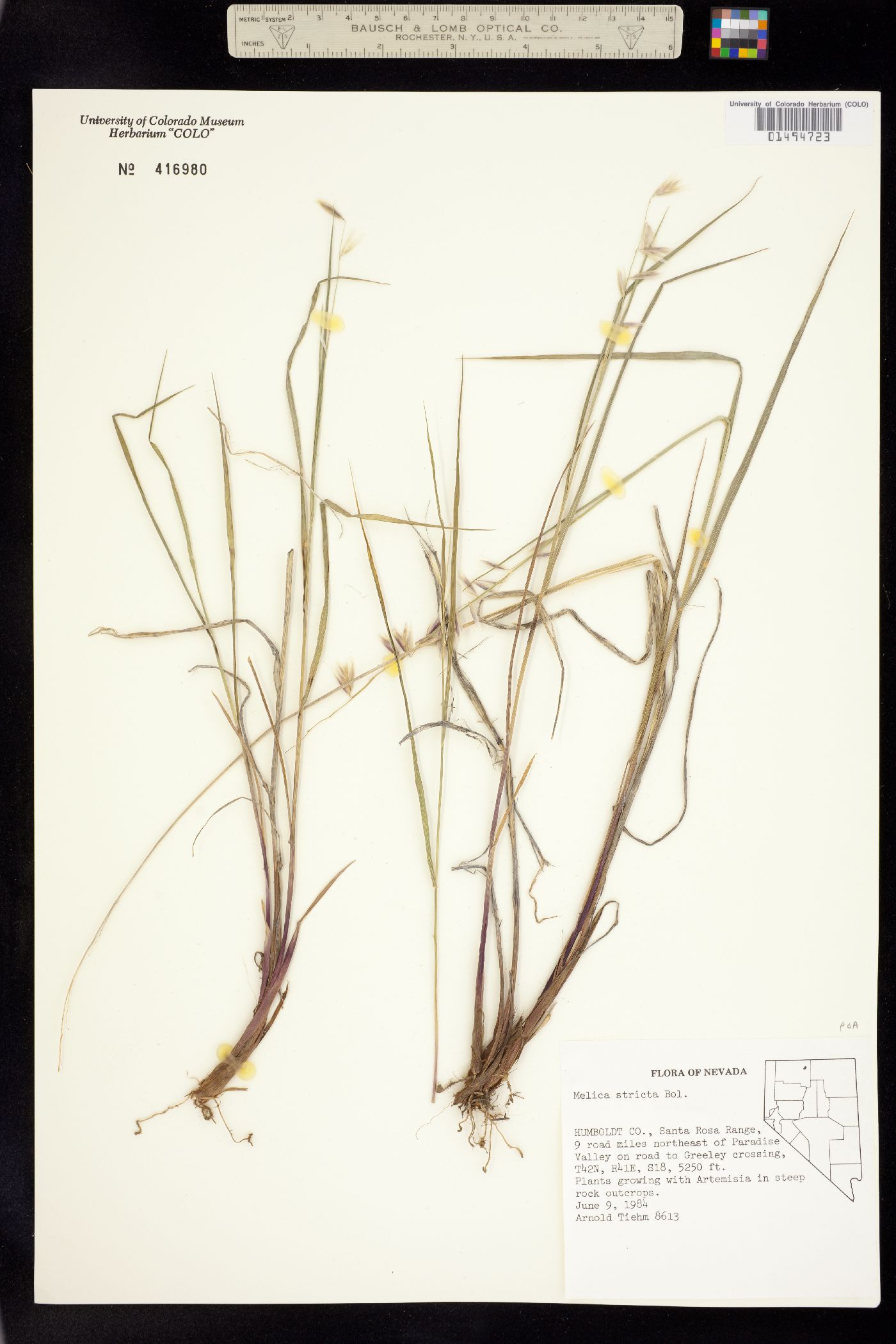 Melica stricta image