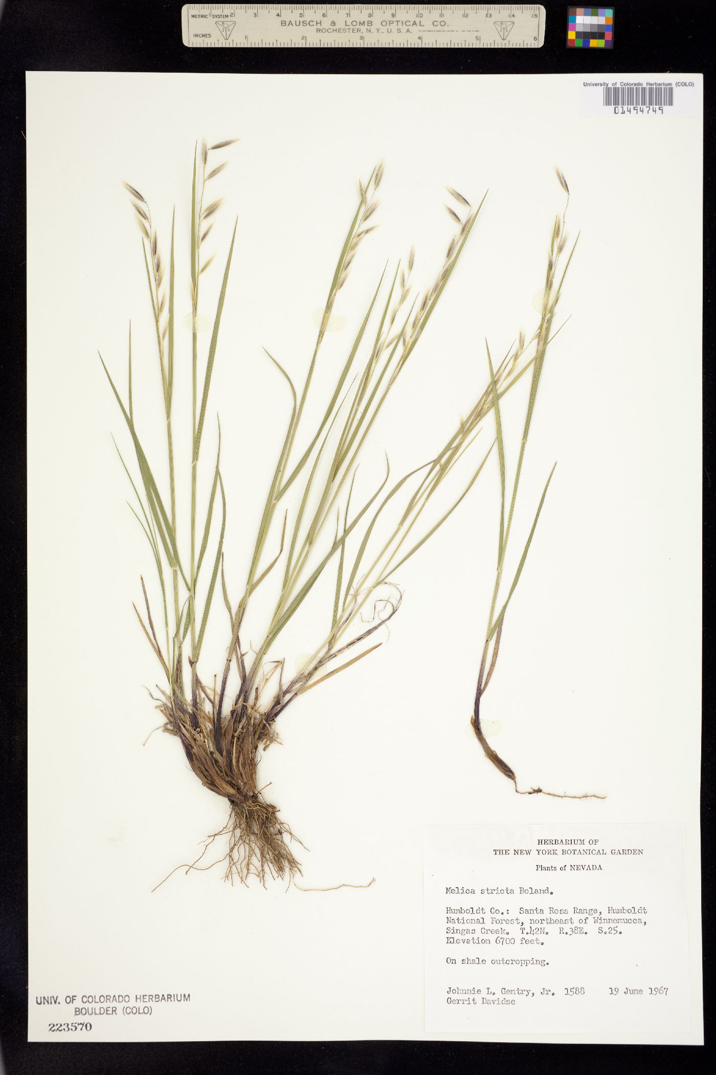 Melica stricta image