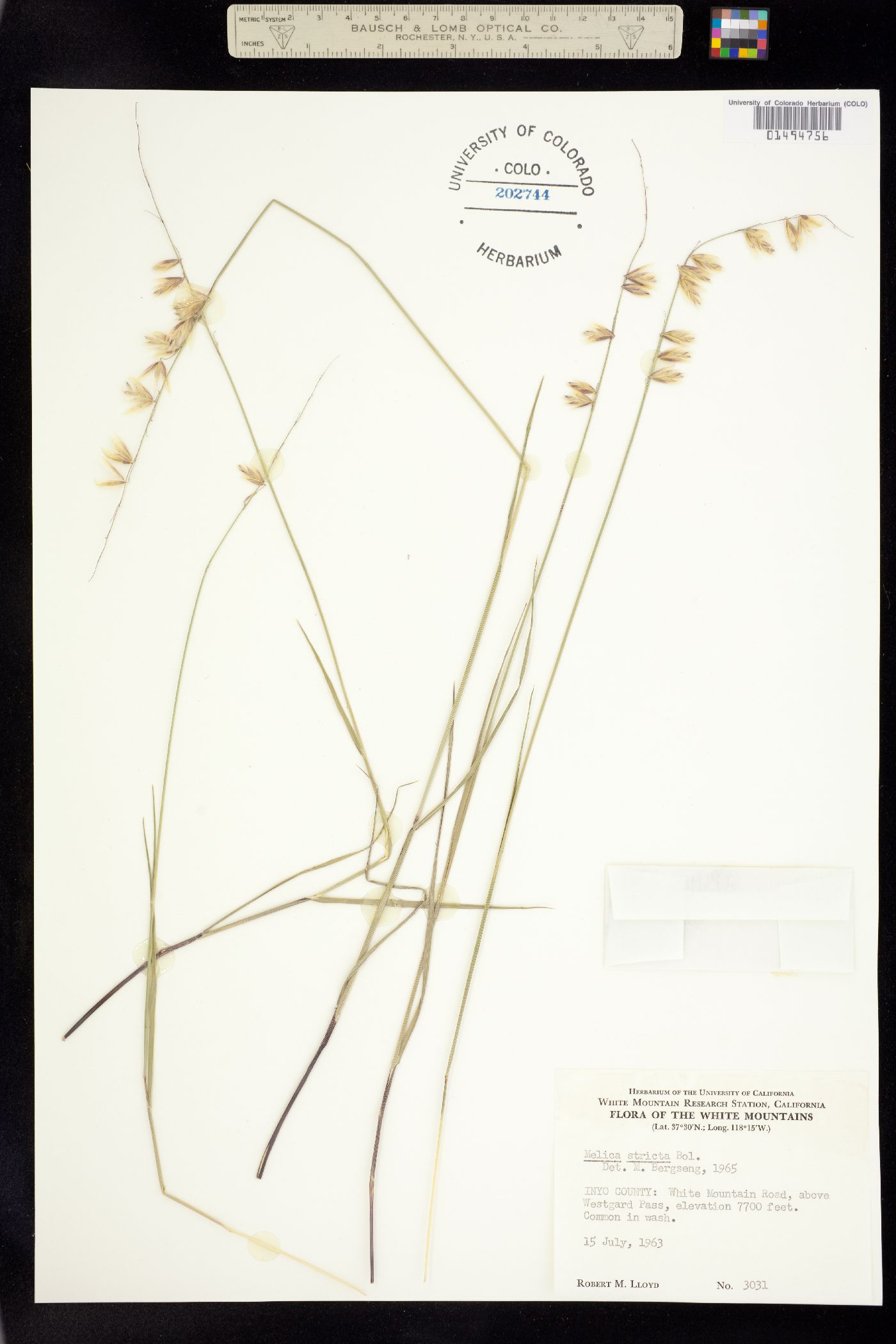 Melica stricta image