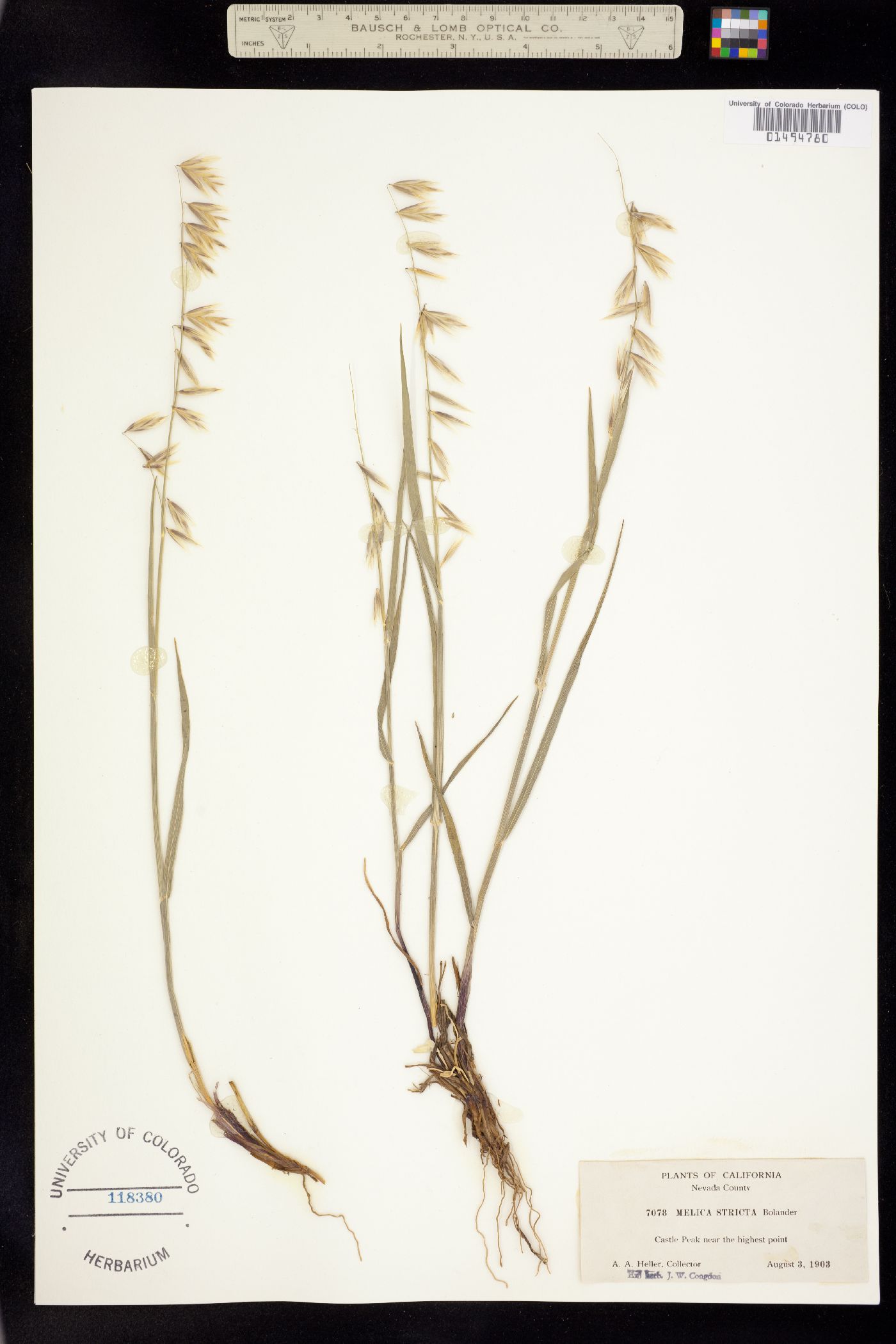 Melica stricta image