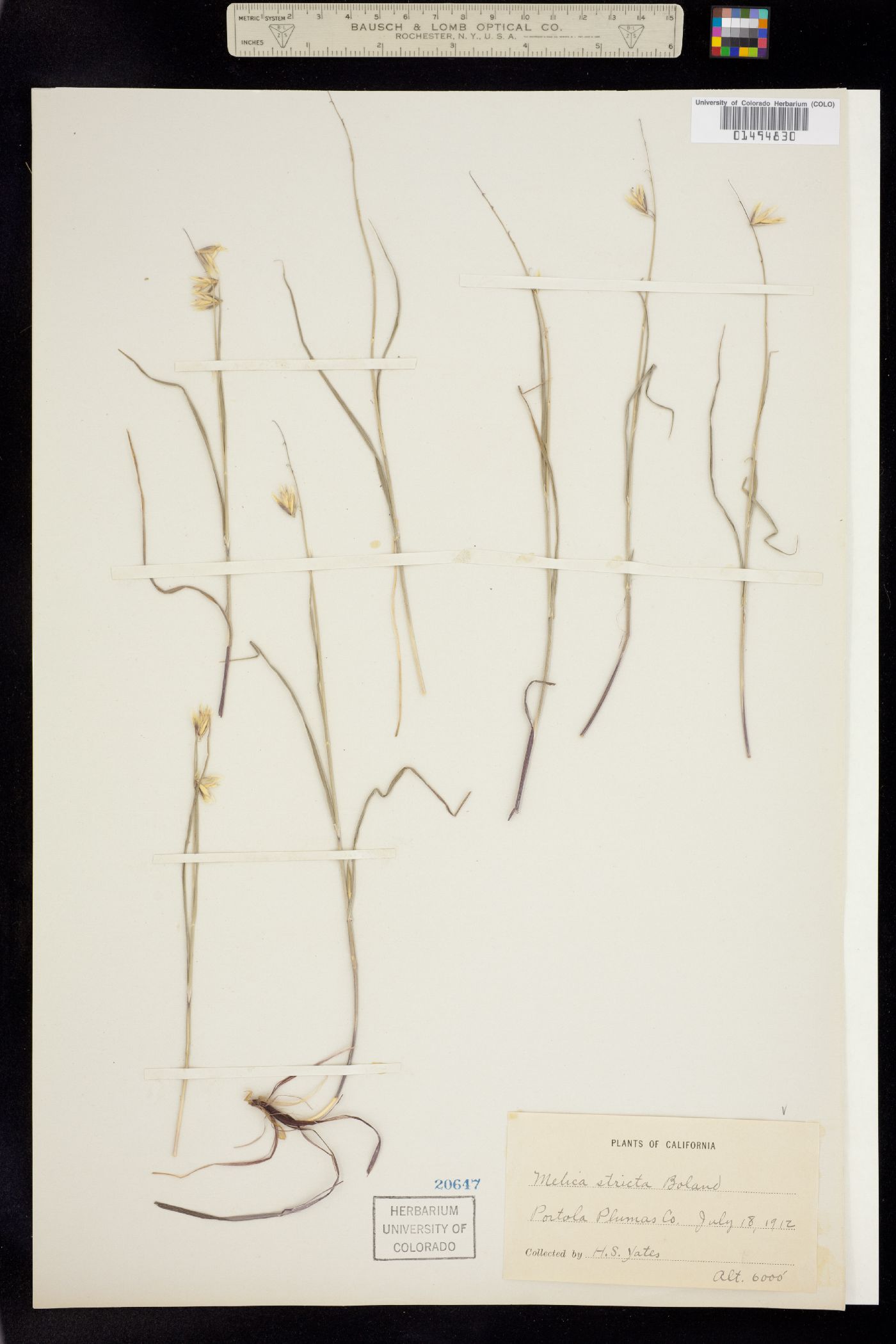 Melica stricta image
