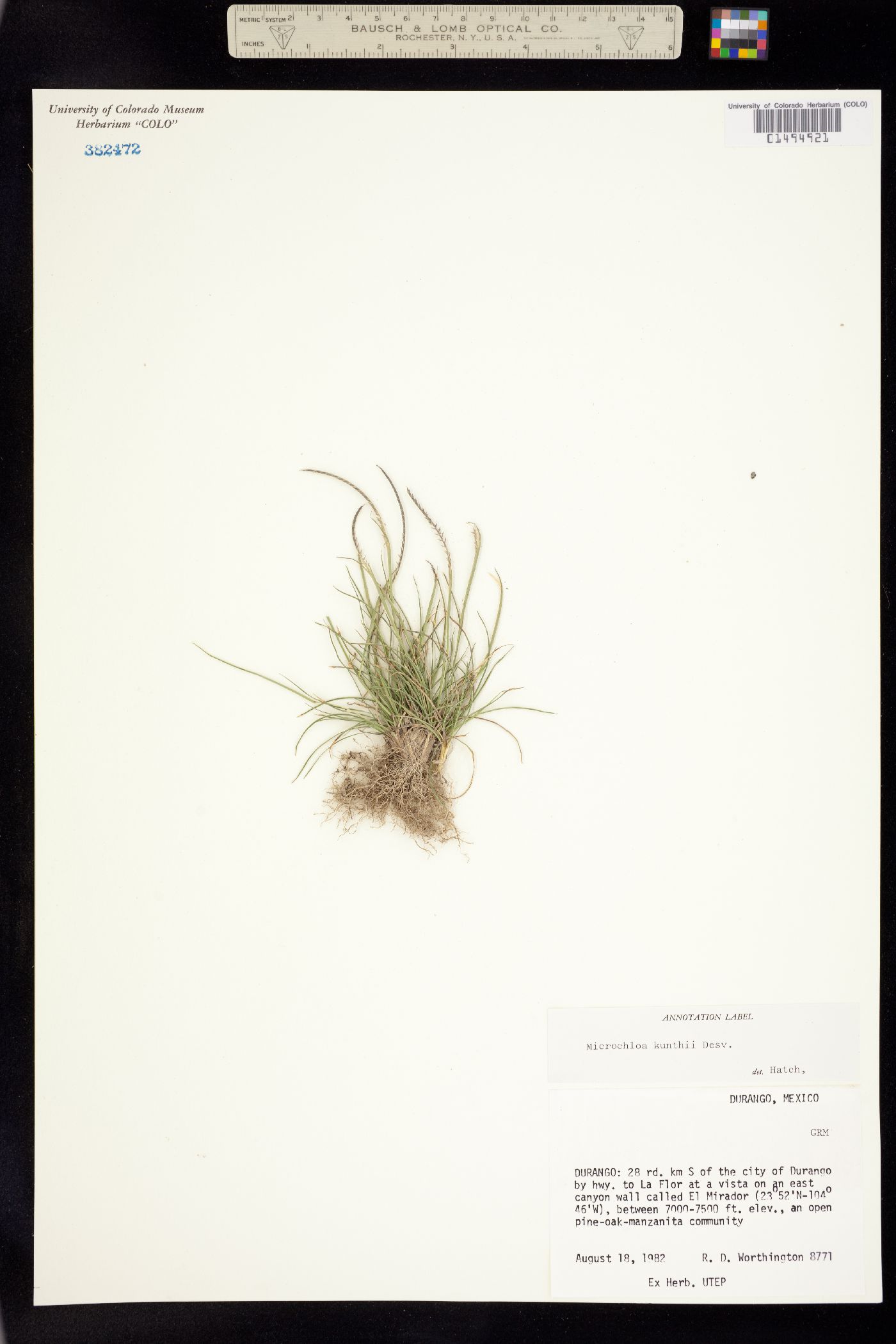 Microchloa kunthii image