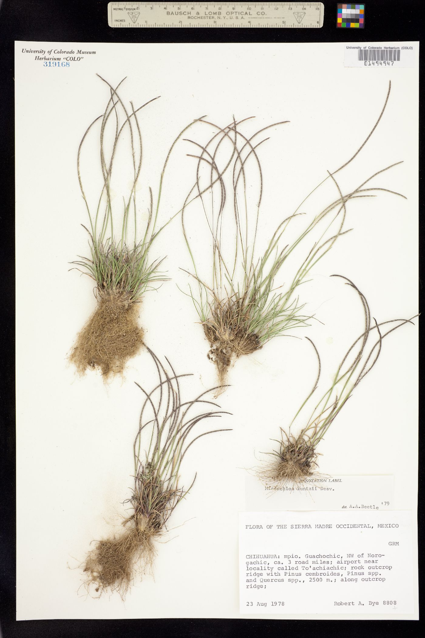 Microchloa kunthii image