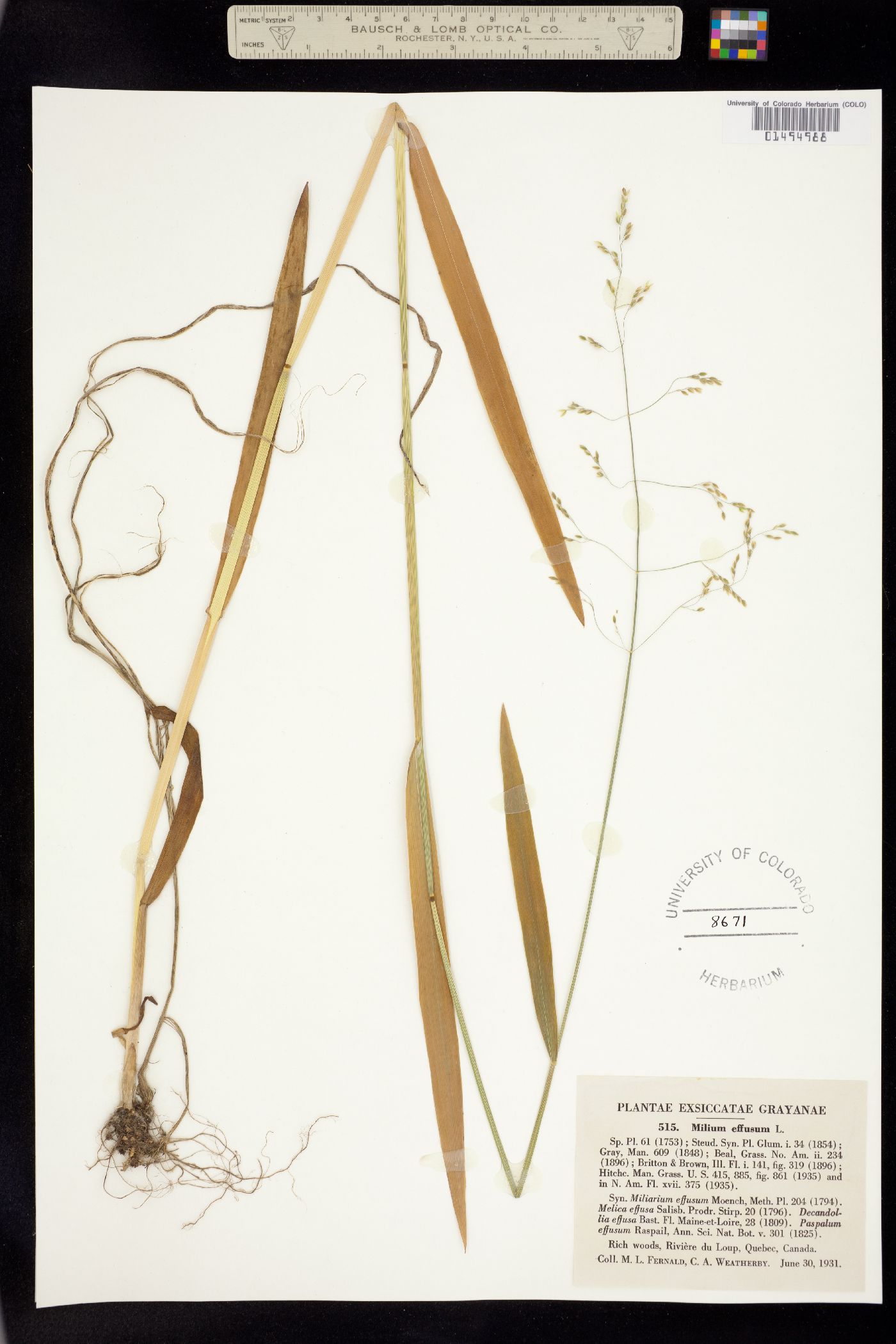 Milium effusum image