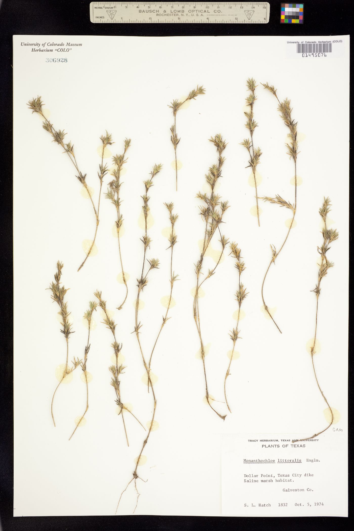 Distichlis littoralis image