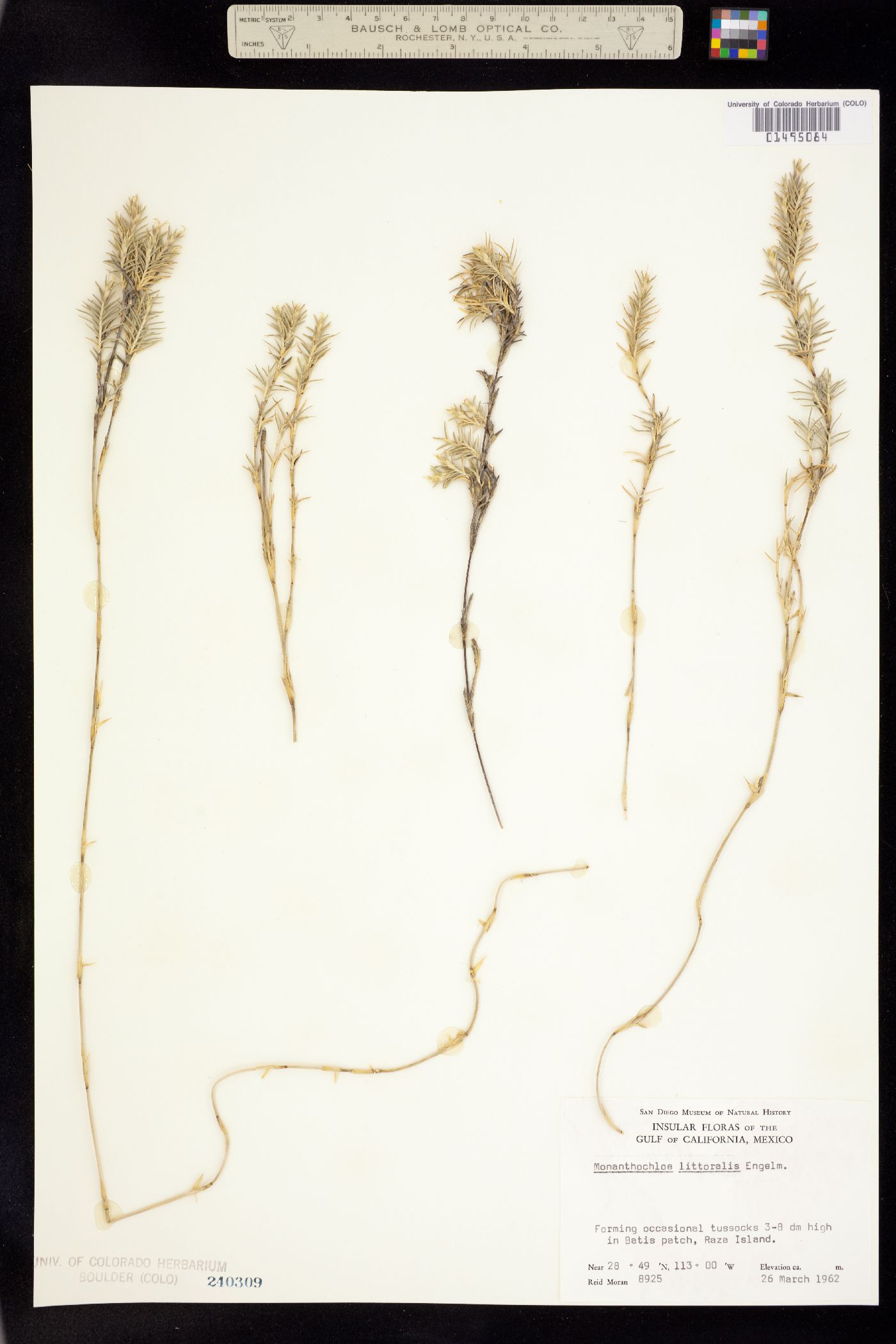 Distichlis littoralis image