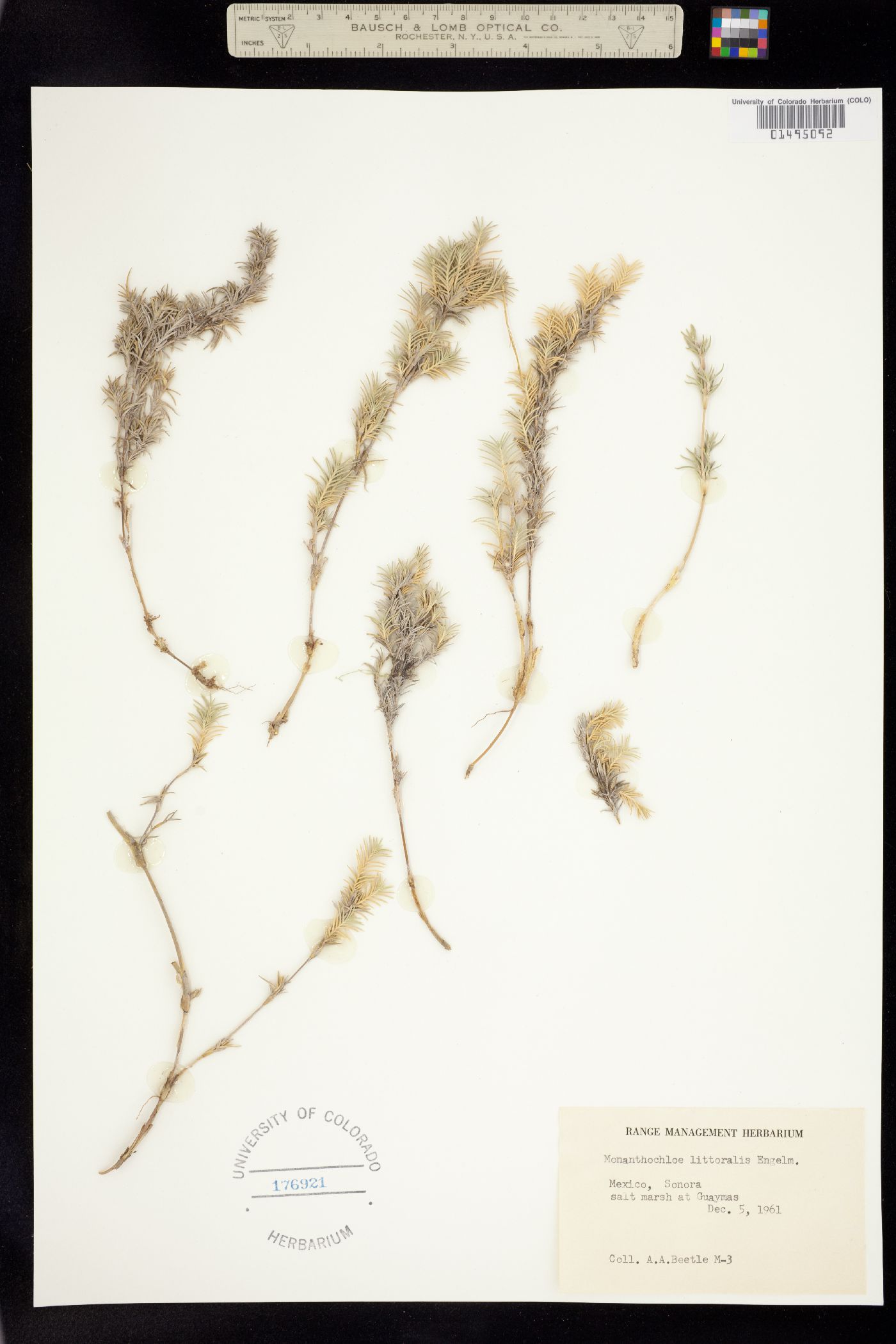 Distichlis littoralis image