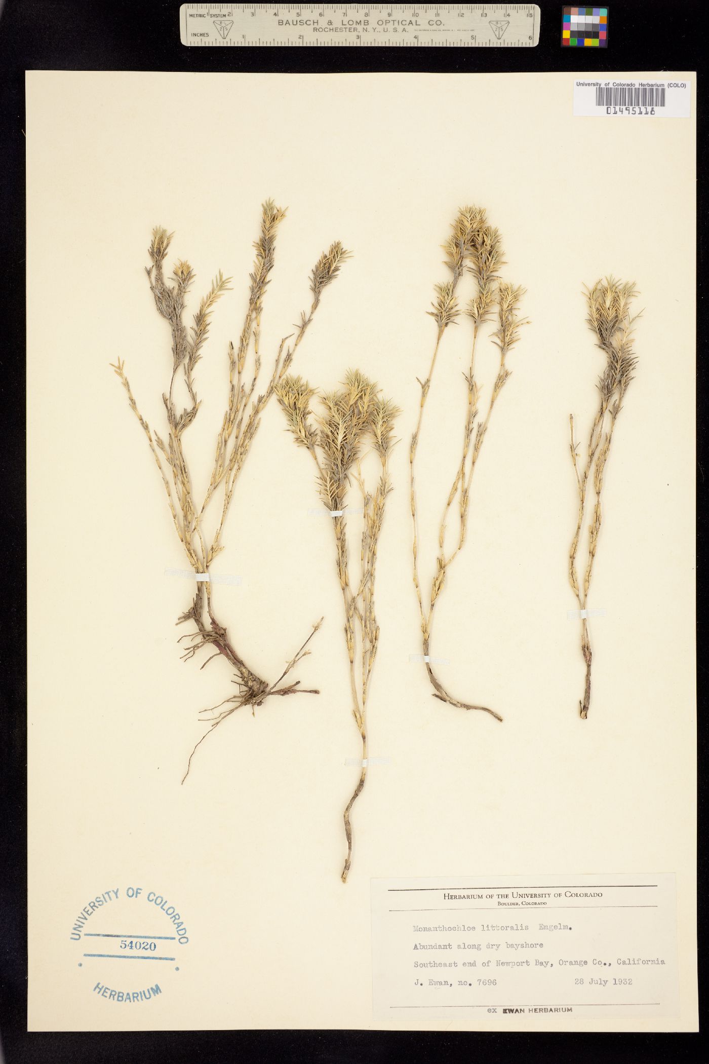 Distichlis littoralis image