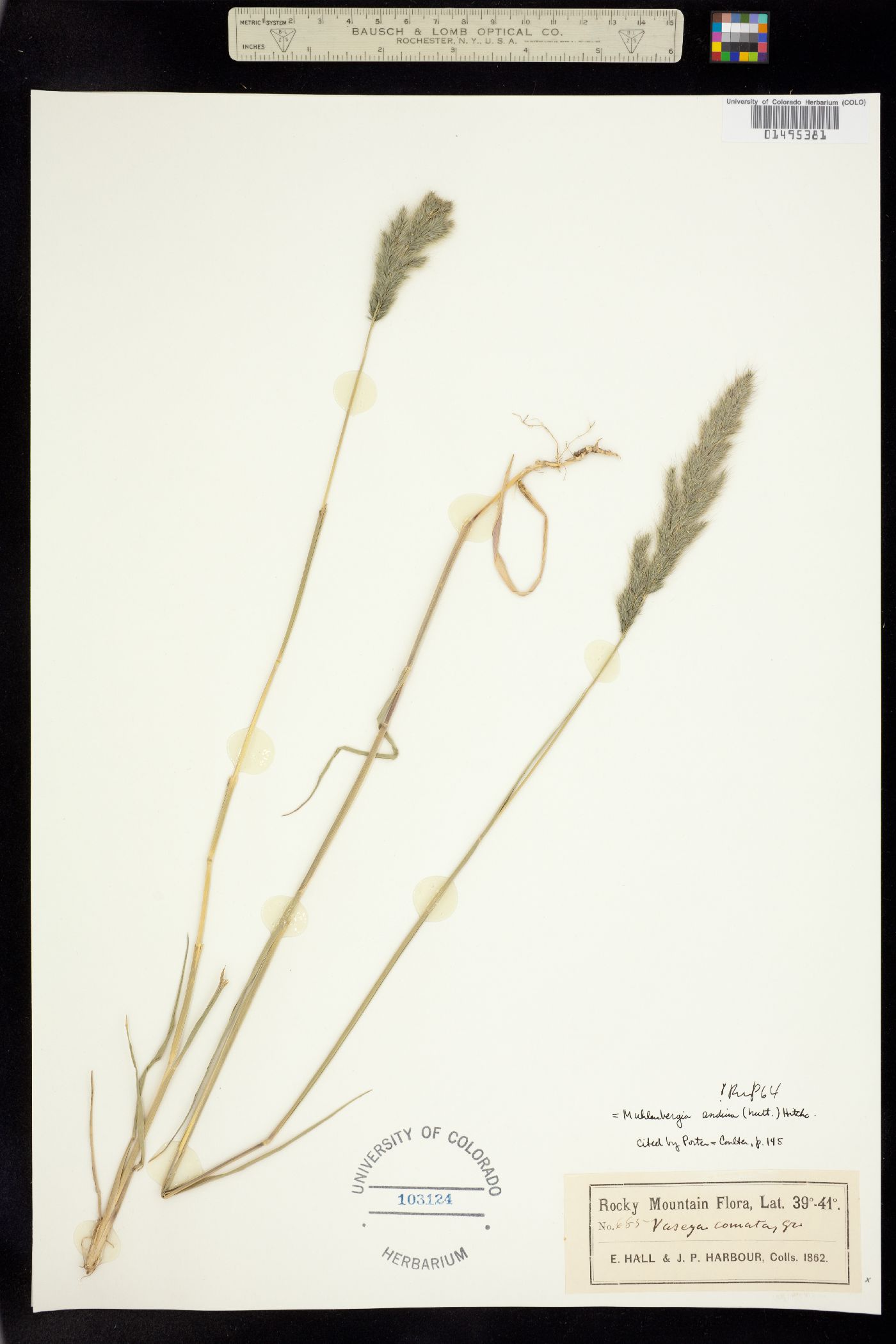 Muhlenbergia andina image