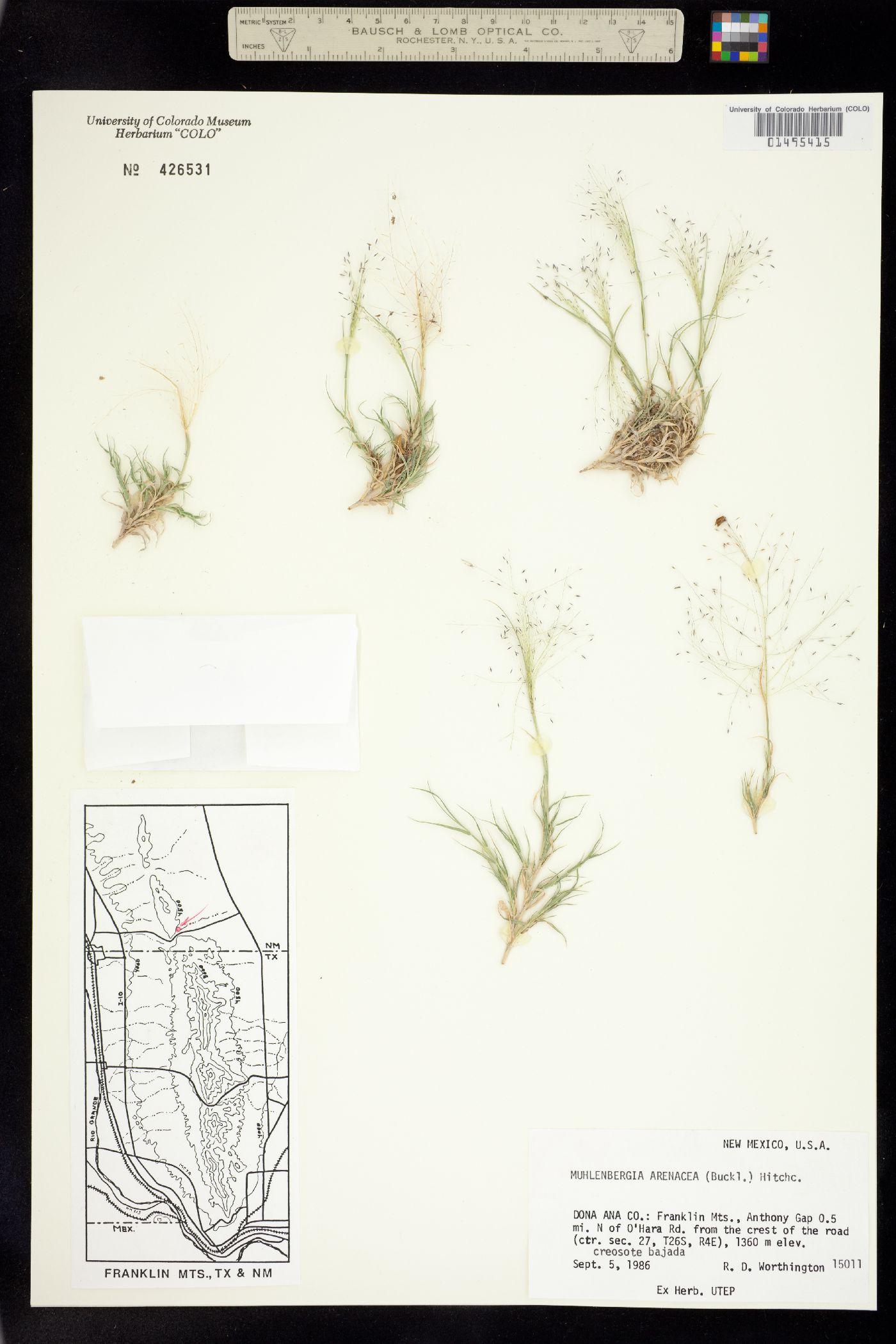 Muhlenbergia arenacea image