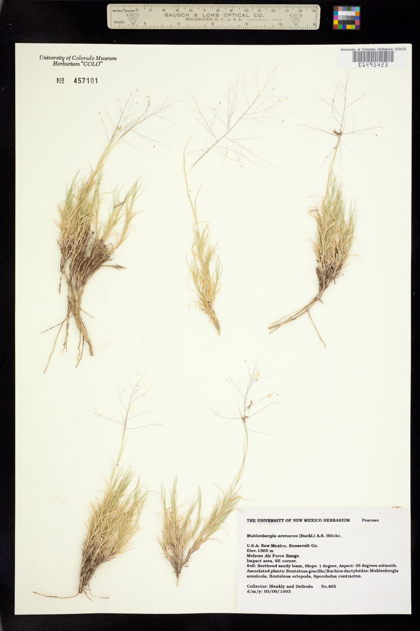 Muhlenbergia arenacea image