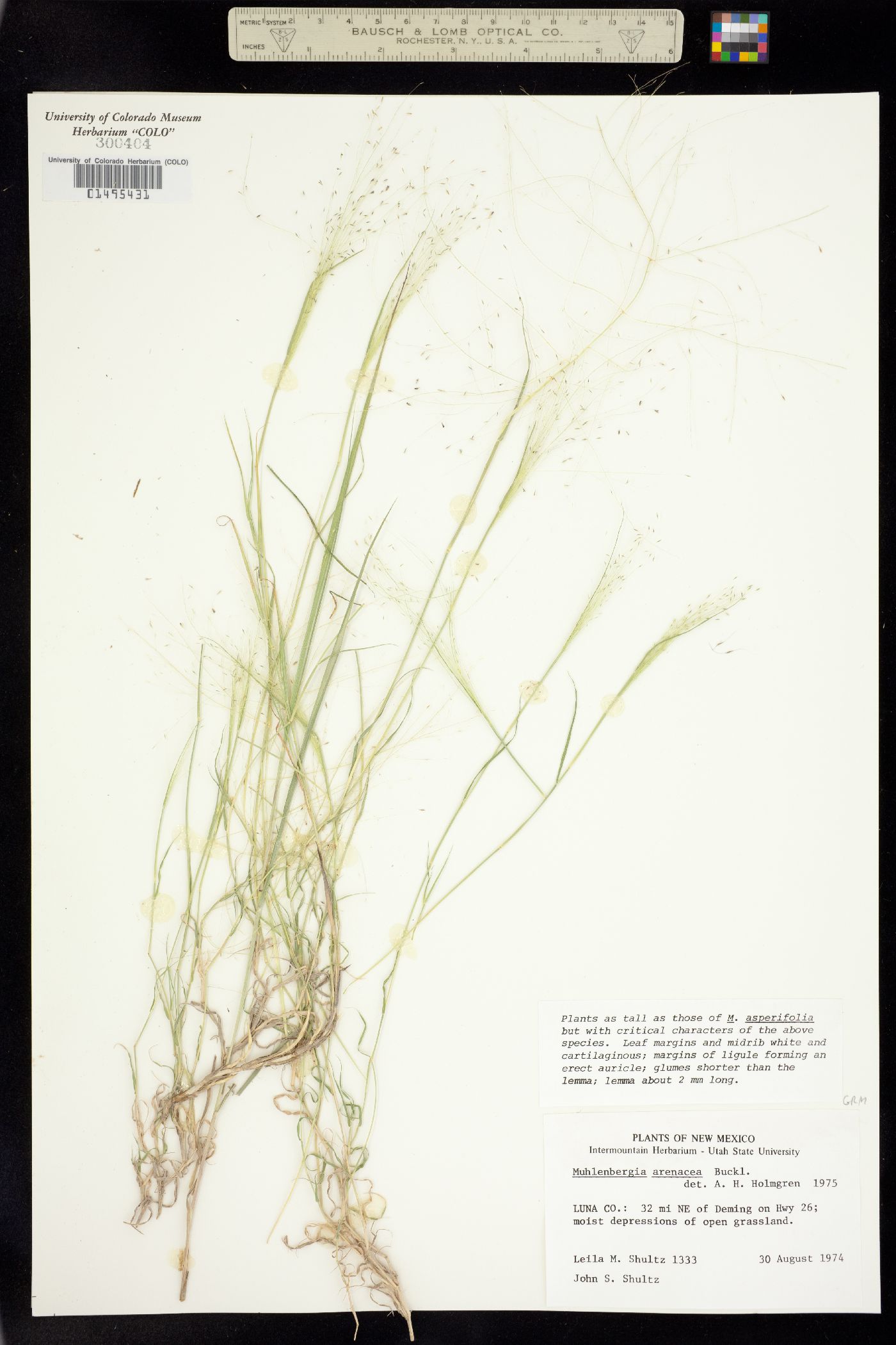 Muhlenbergia arenacea image