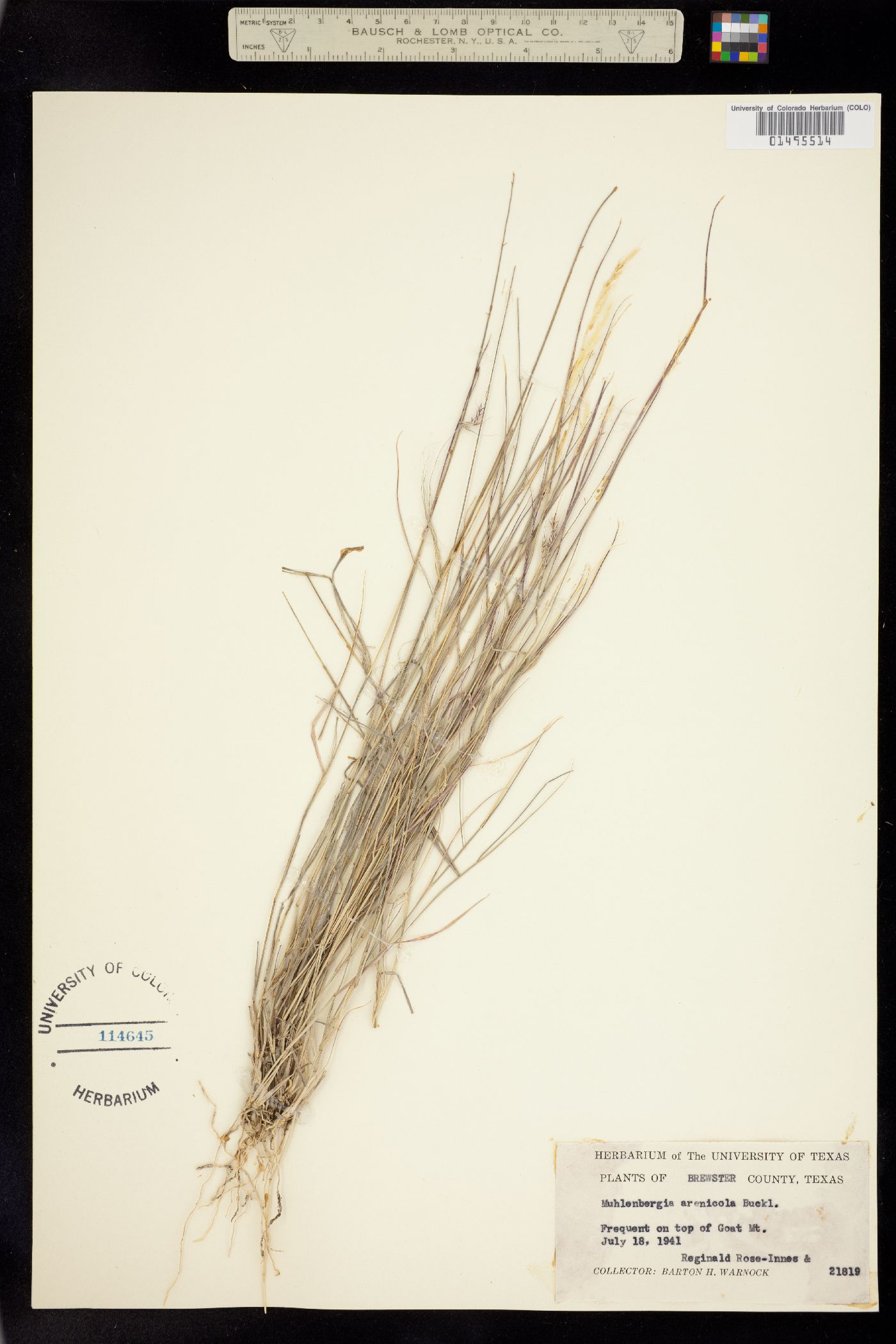 Muhlenbergia image