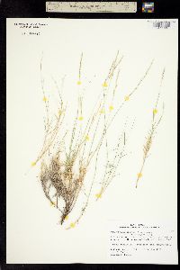 Muhlenbergia arsenei image