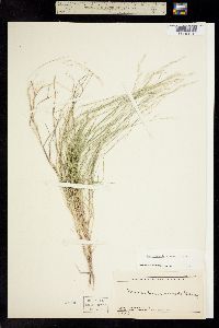 Muhlenbergia arsenei image