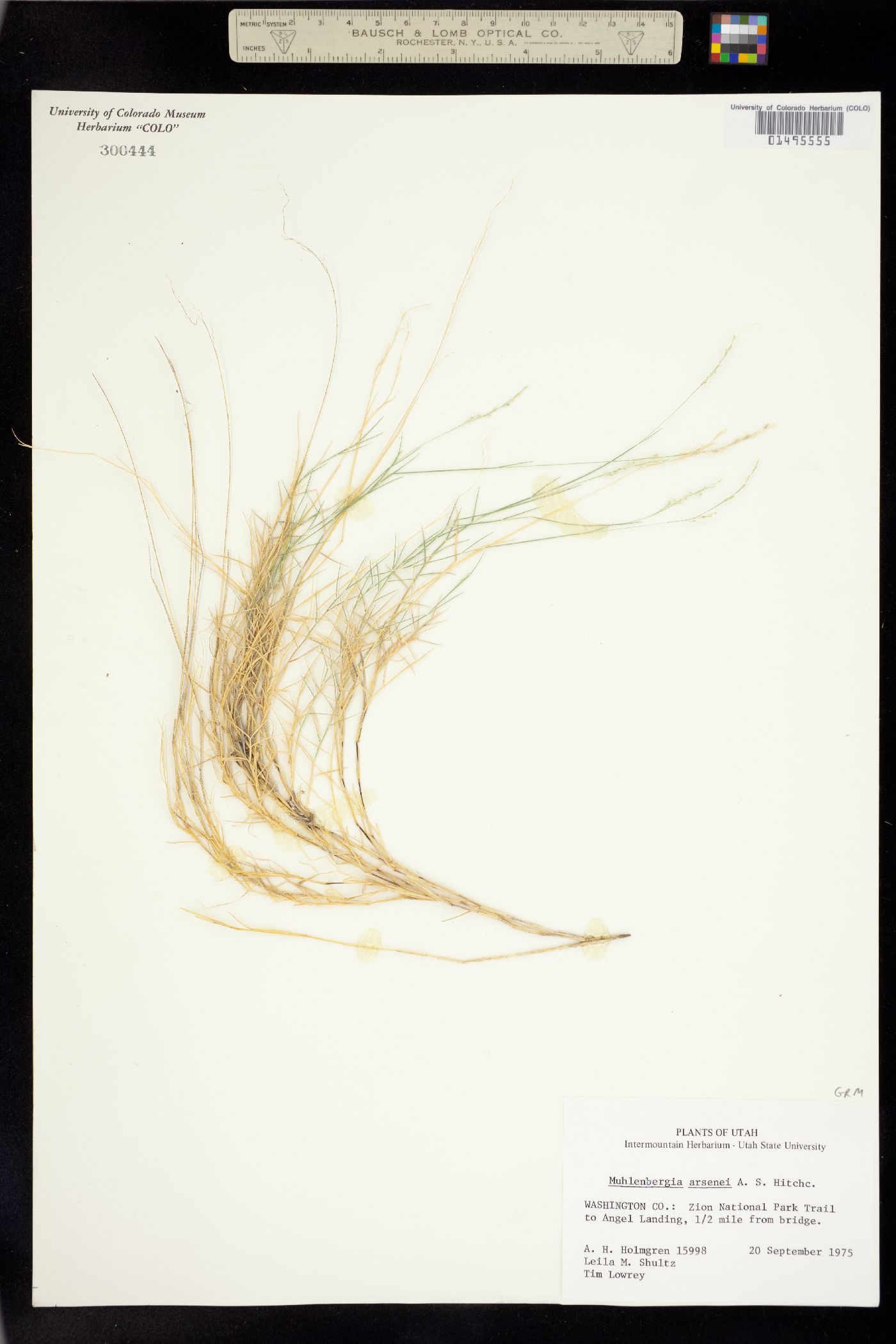 Muhlenbergia arsenei image