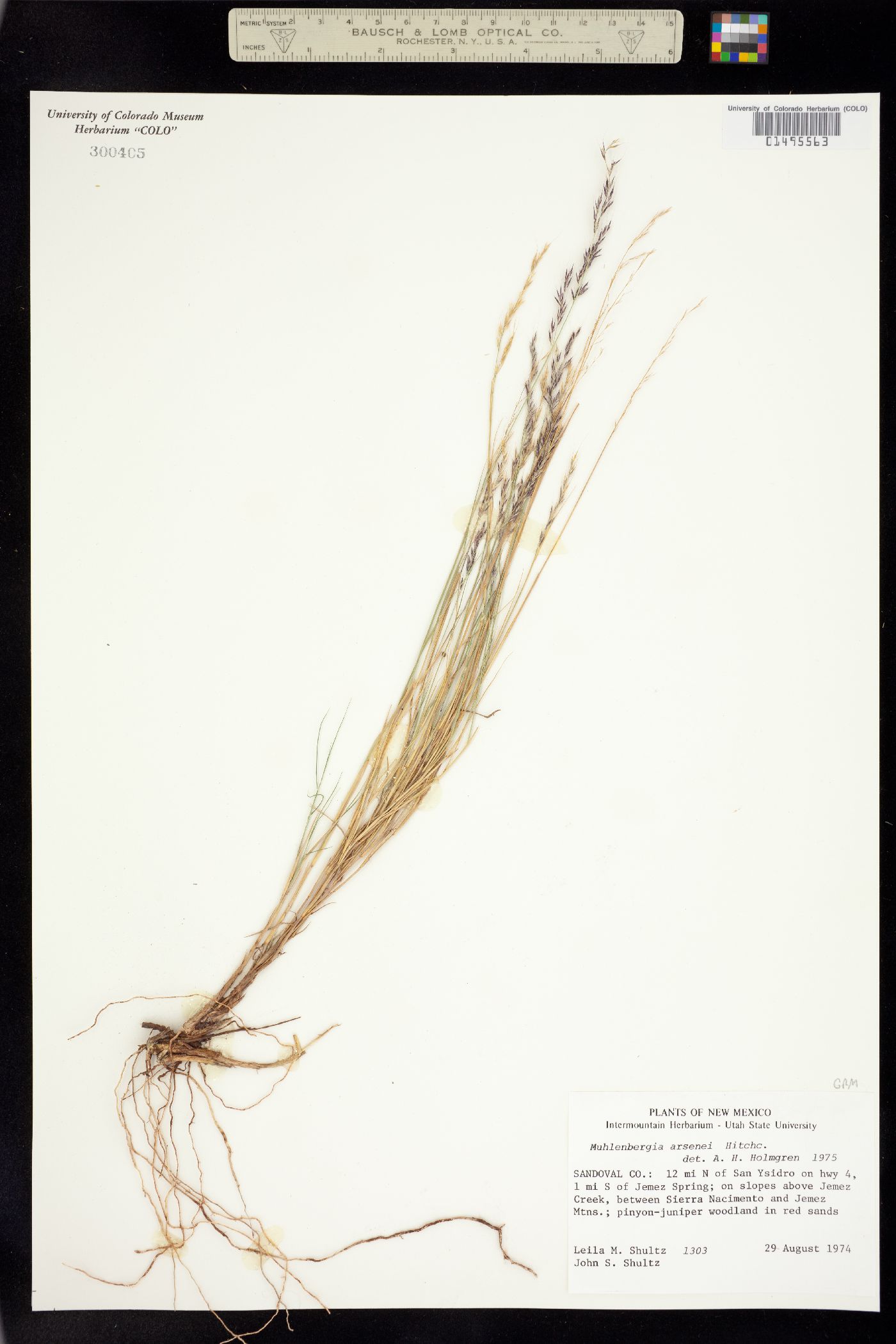 Muhlenbergia arsenei image