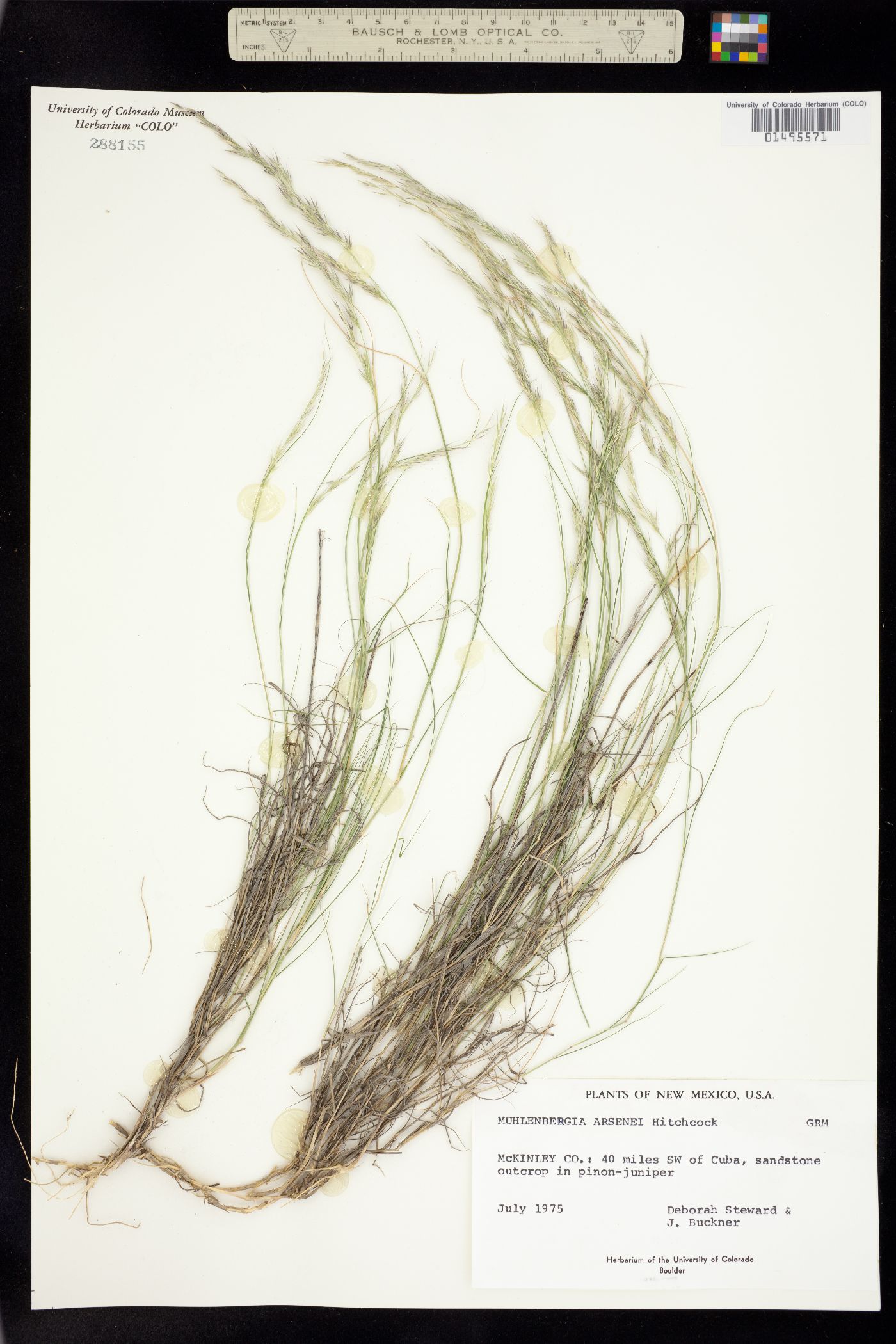 Muhlenbergia arsenei image