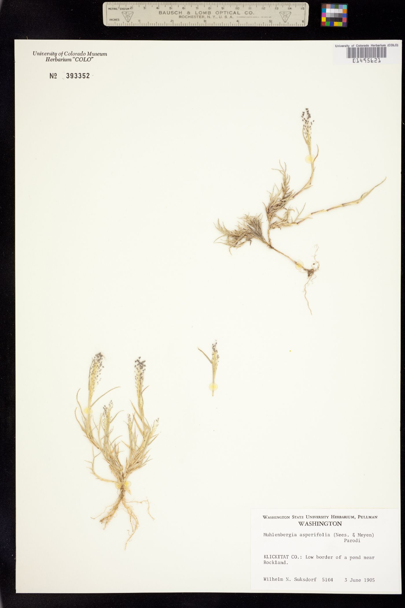 Muhlenbergia image