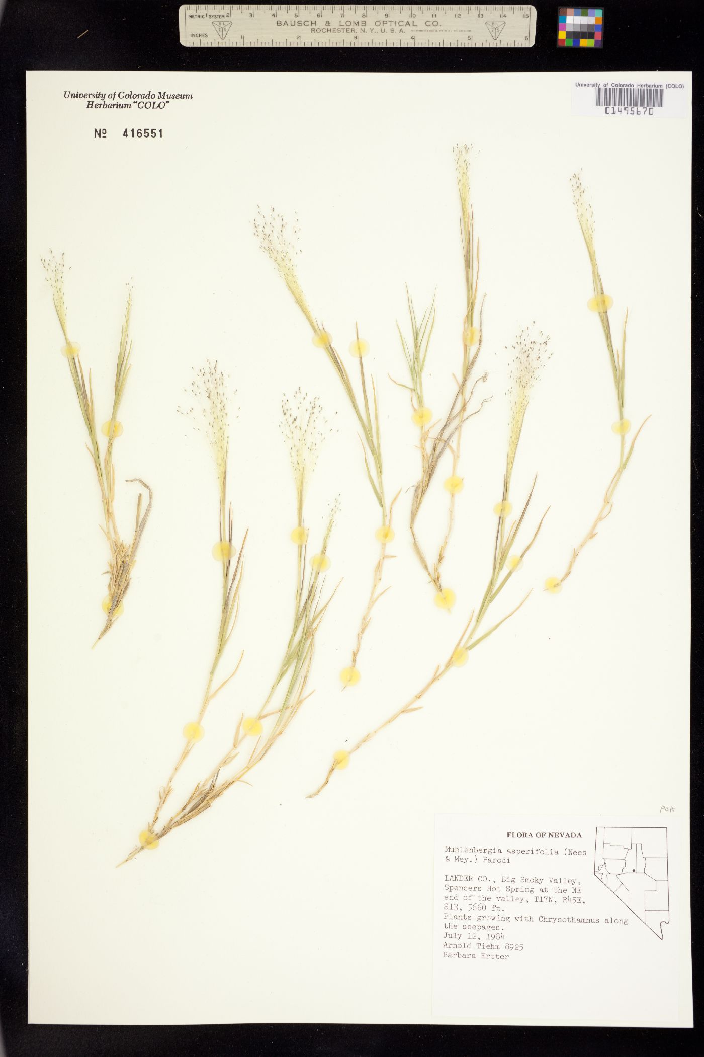 Muhlenbergia image