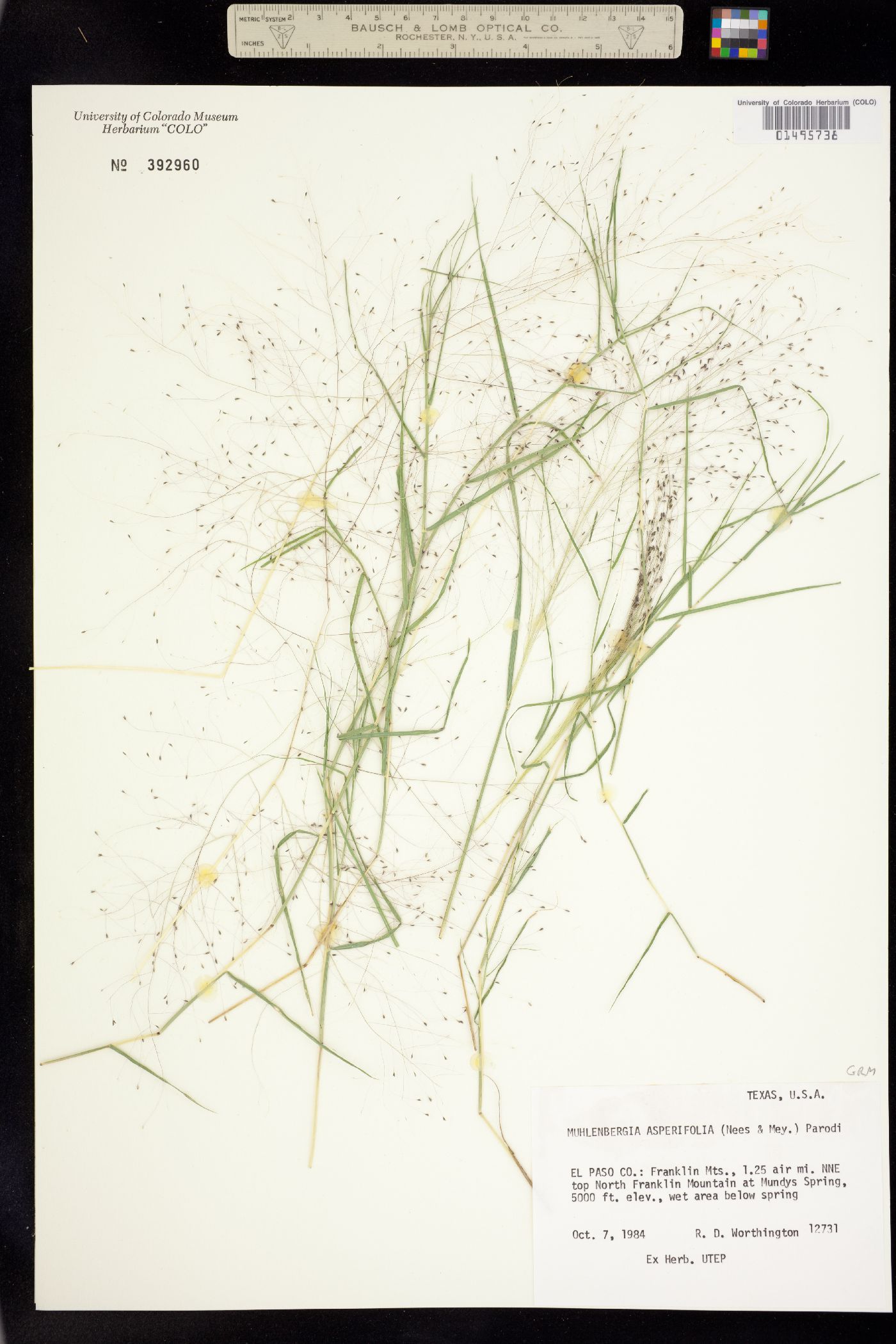 Muhlenbergia asperifolia image