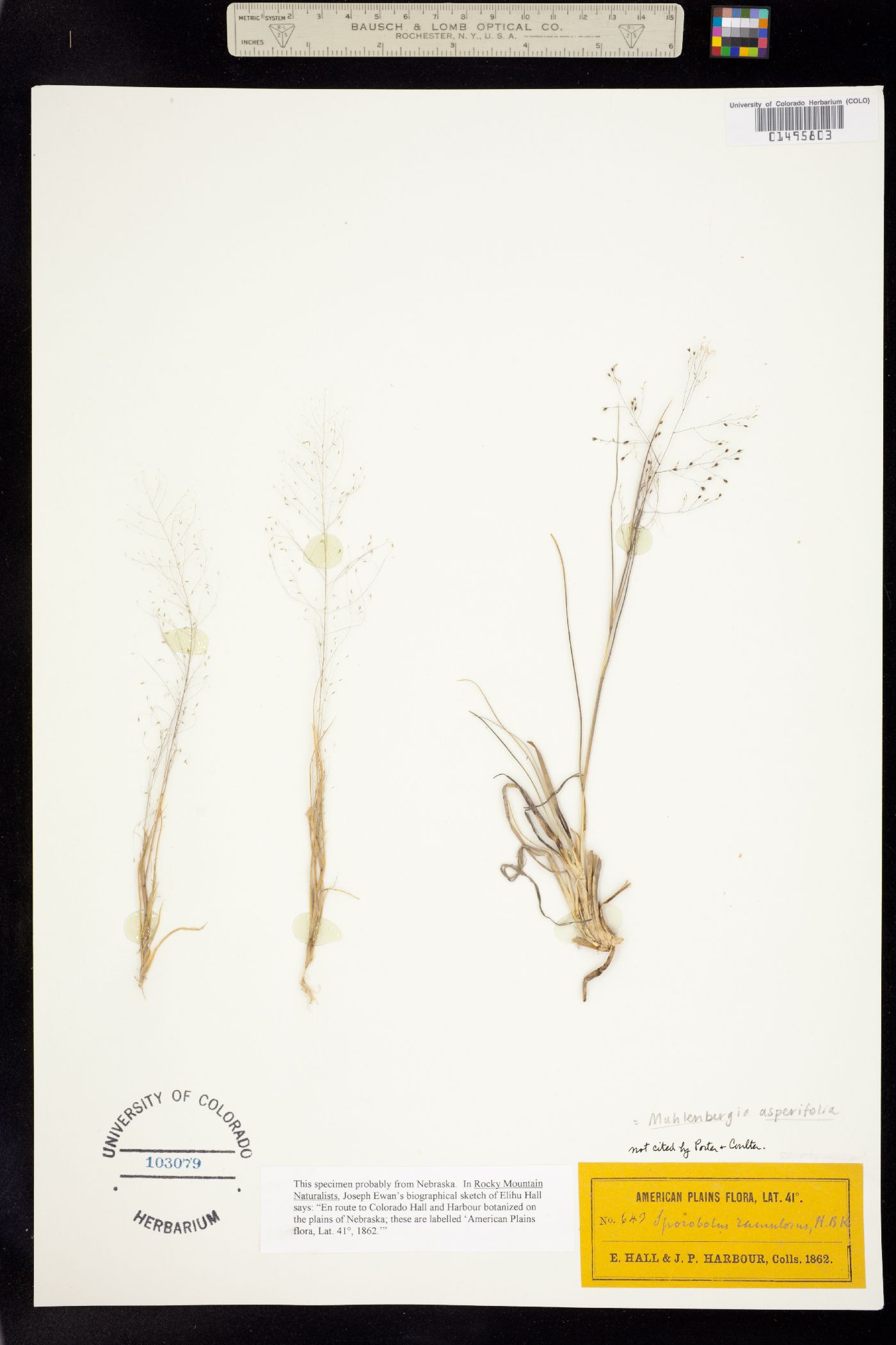 Muhlenbergia asperifolia image