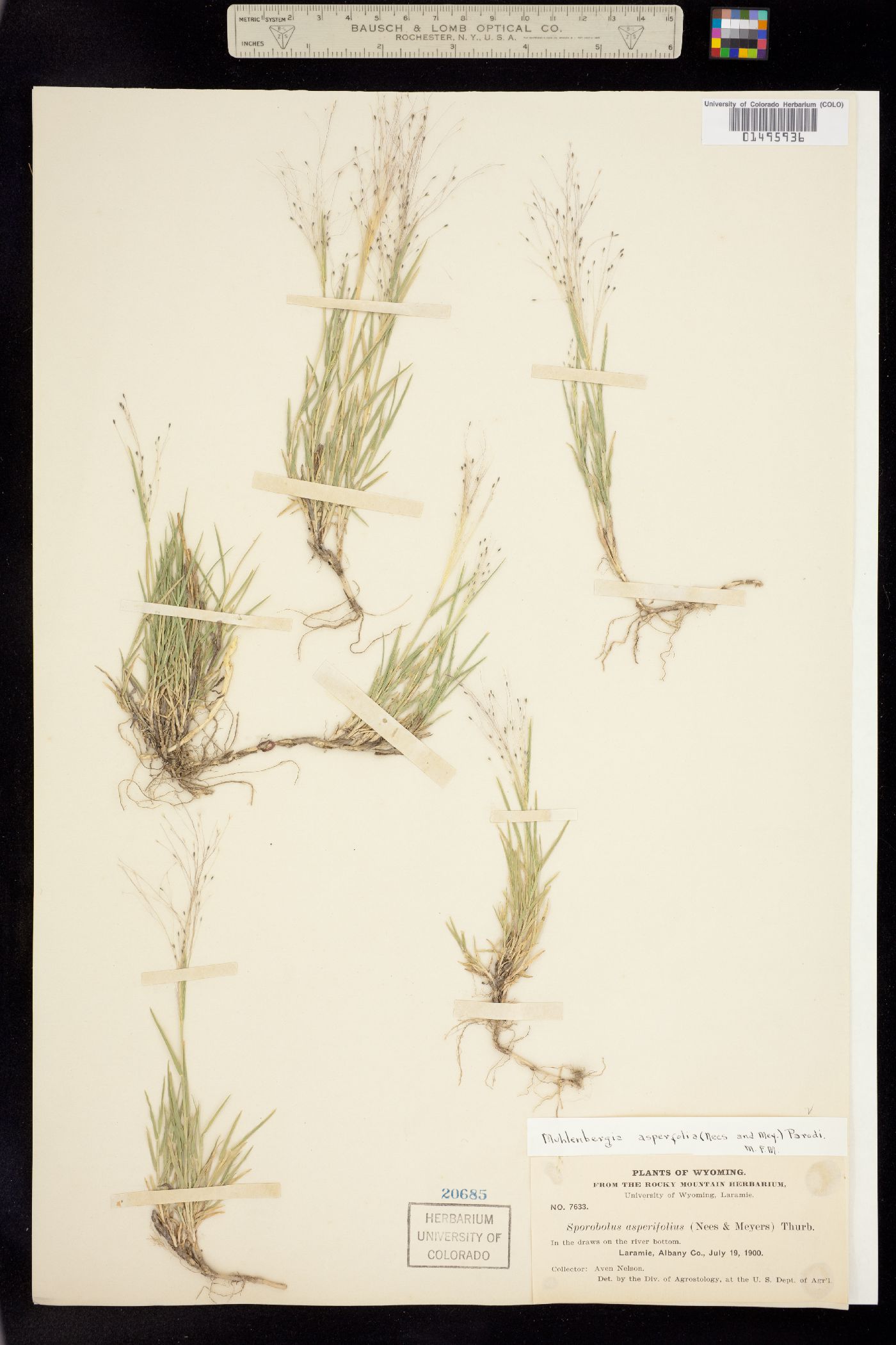 Muhlenbergia asperifolia image