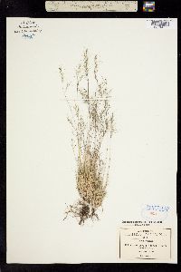 Muhlenbergia bourgaei image