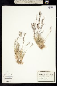 Muhlenbergia bourgaei image