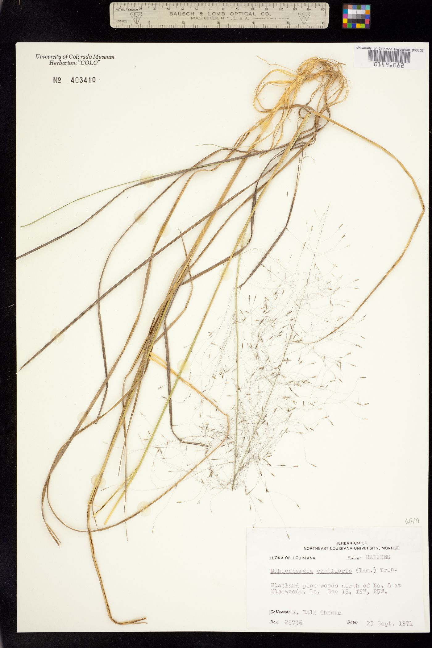 Muhlenbergia capillaris image