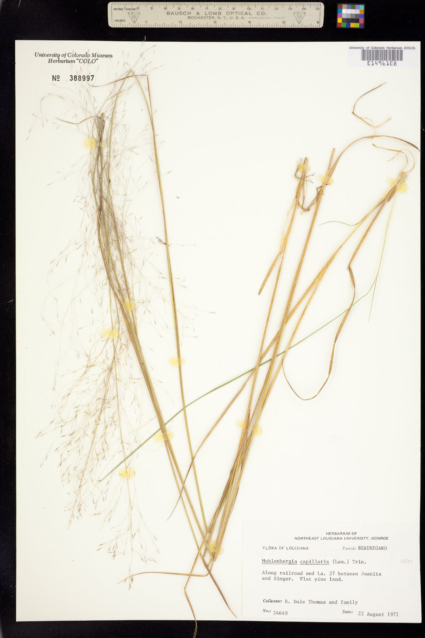 Muhlenbergia capillaris image