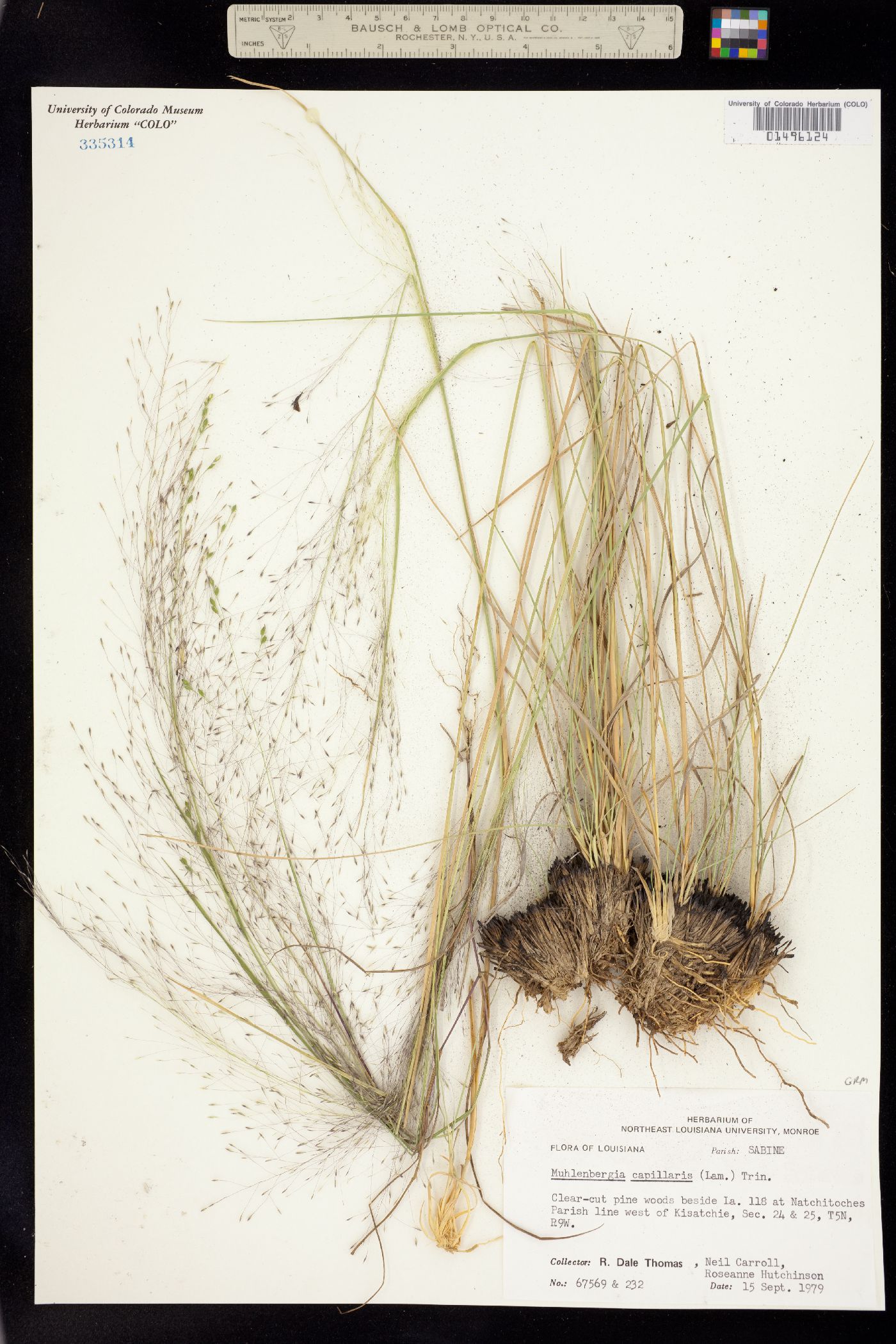 Muhlenbergia capillaris image