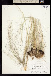 Image of Muhlenbergia capillaris