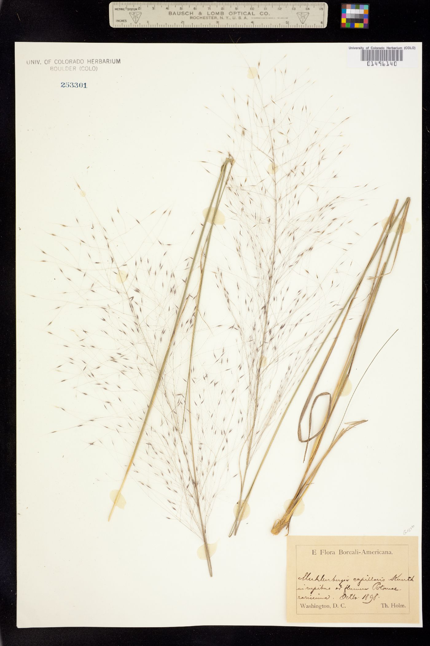 Muhlenbergia capillaris image