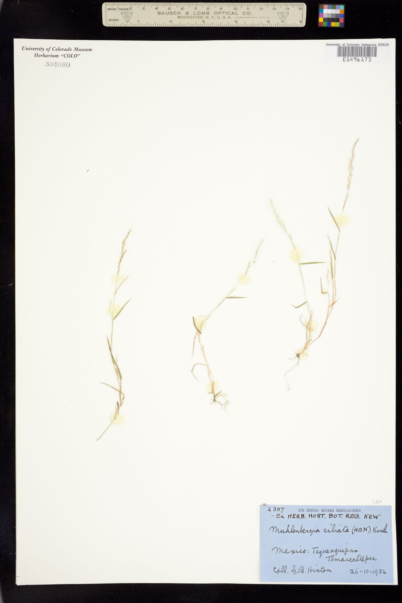 Muhlenbergia ciliata image