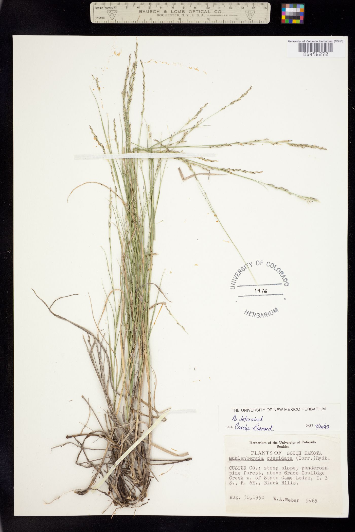 Muhlenbergia cuspidata image