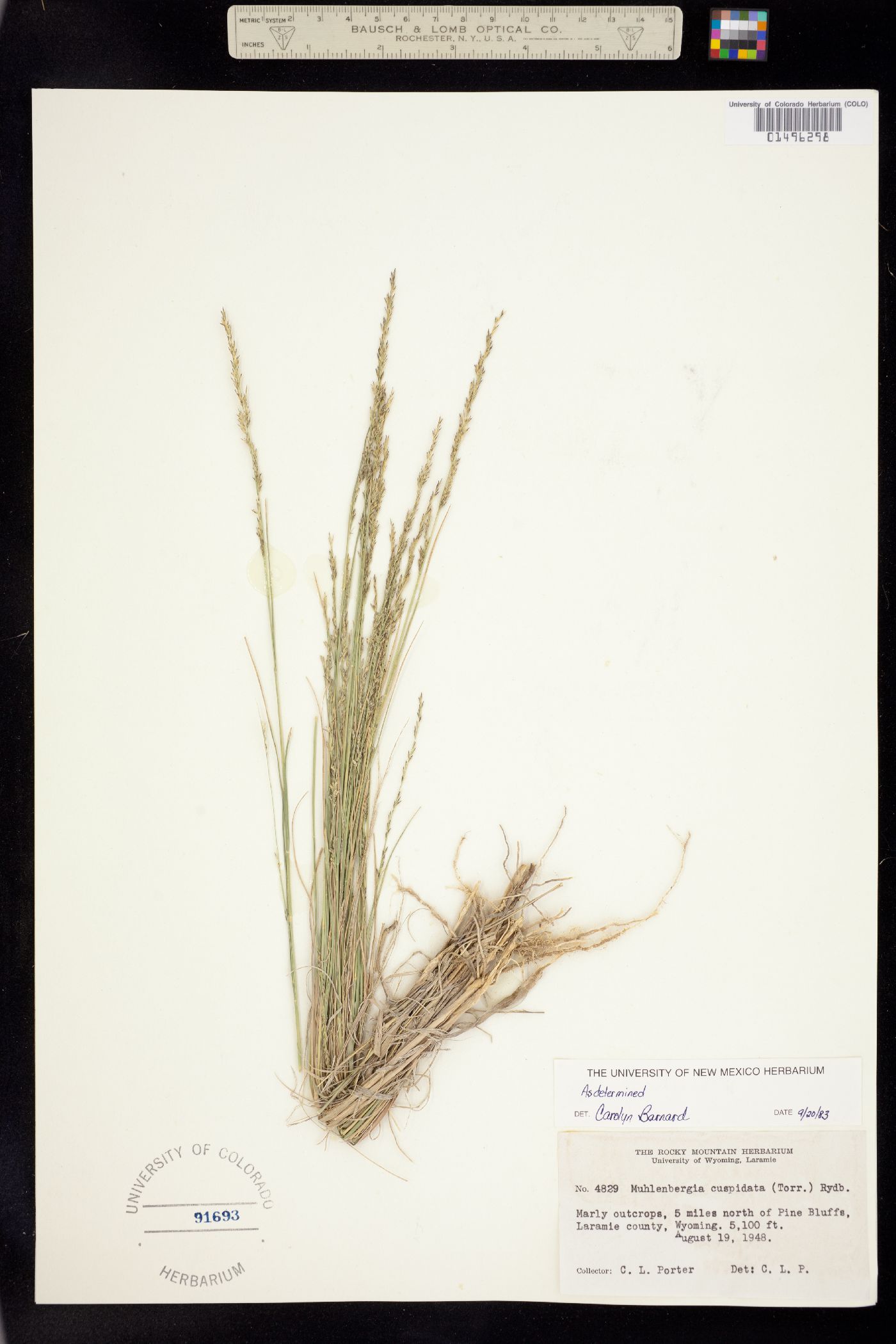 Muhlenbergia image