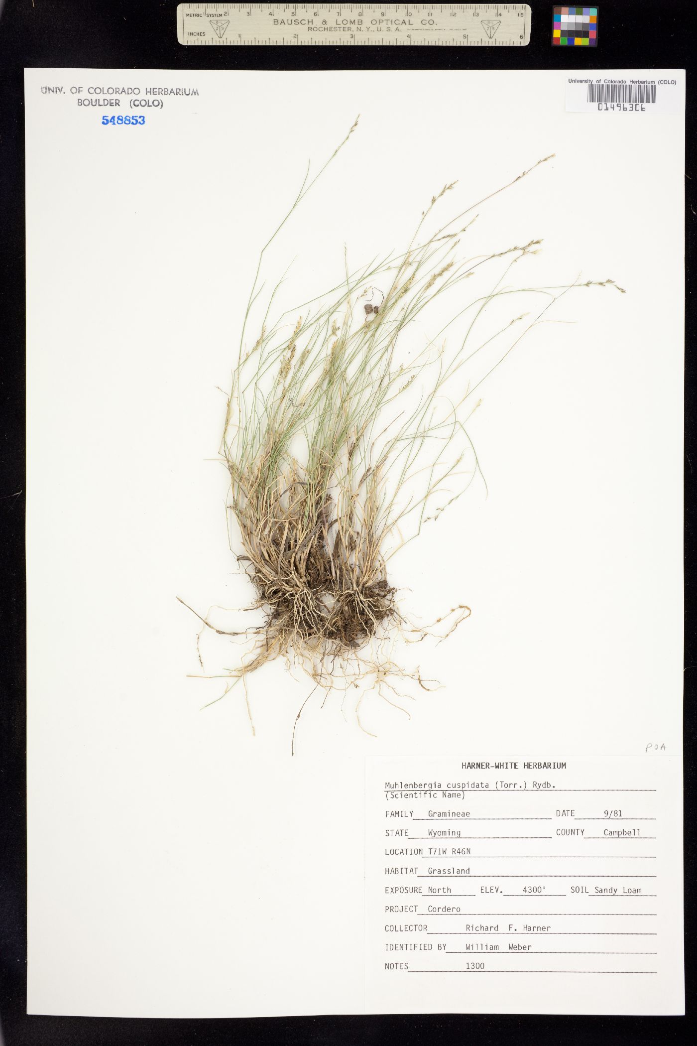 Muhlenbergia cuspidata image