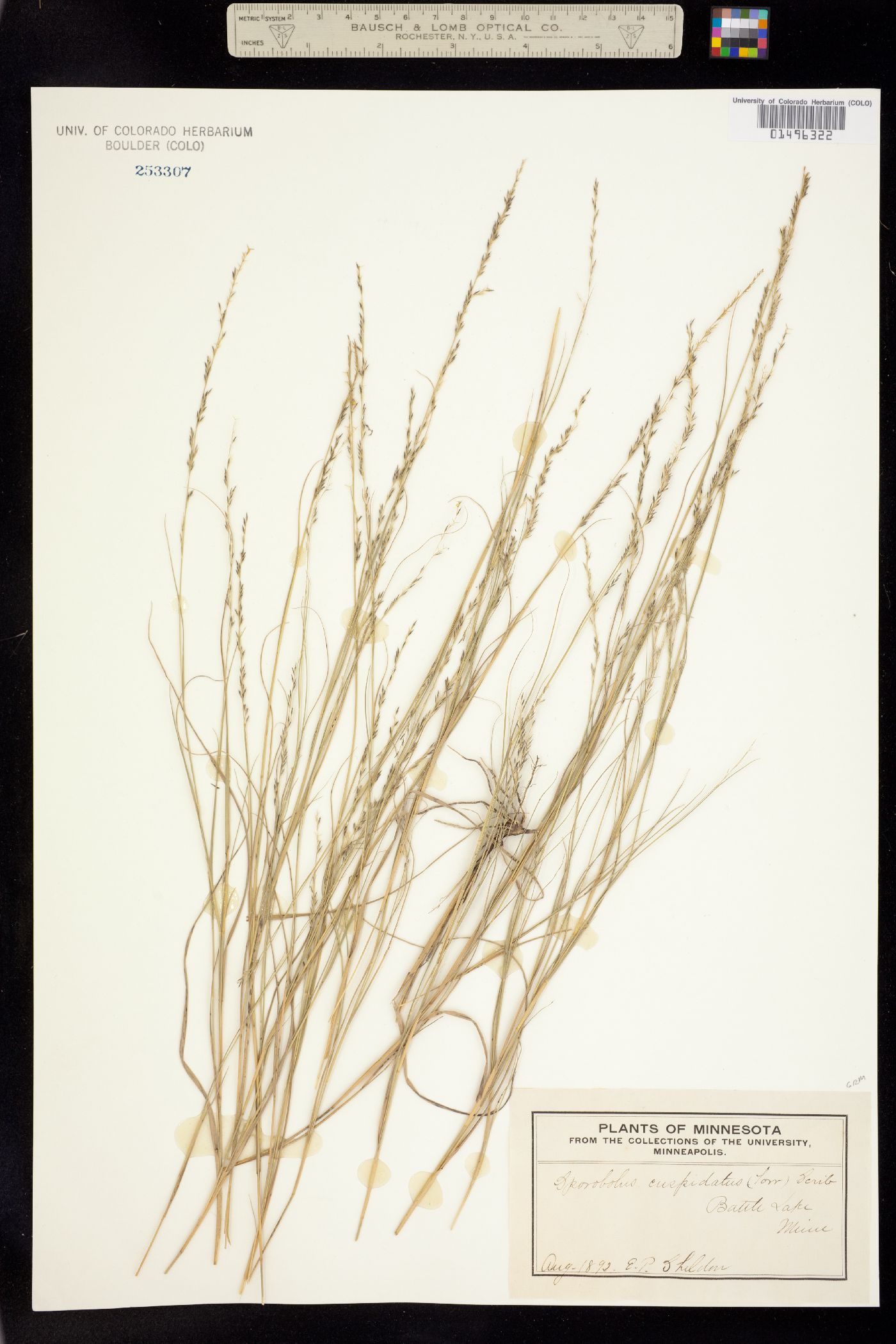 Muhlenbergia cuspidata image