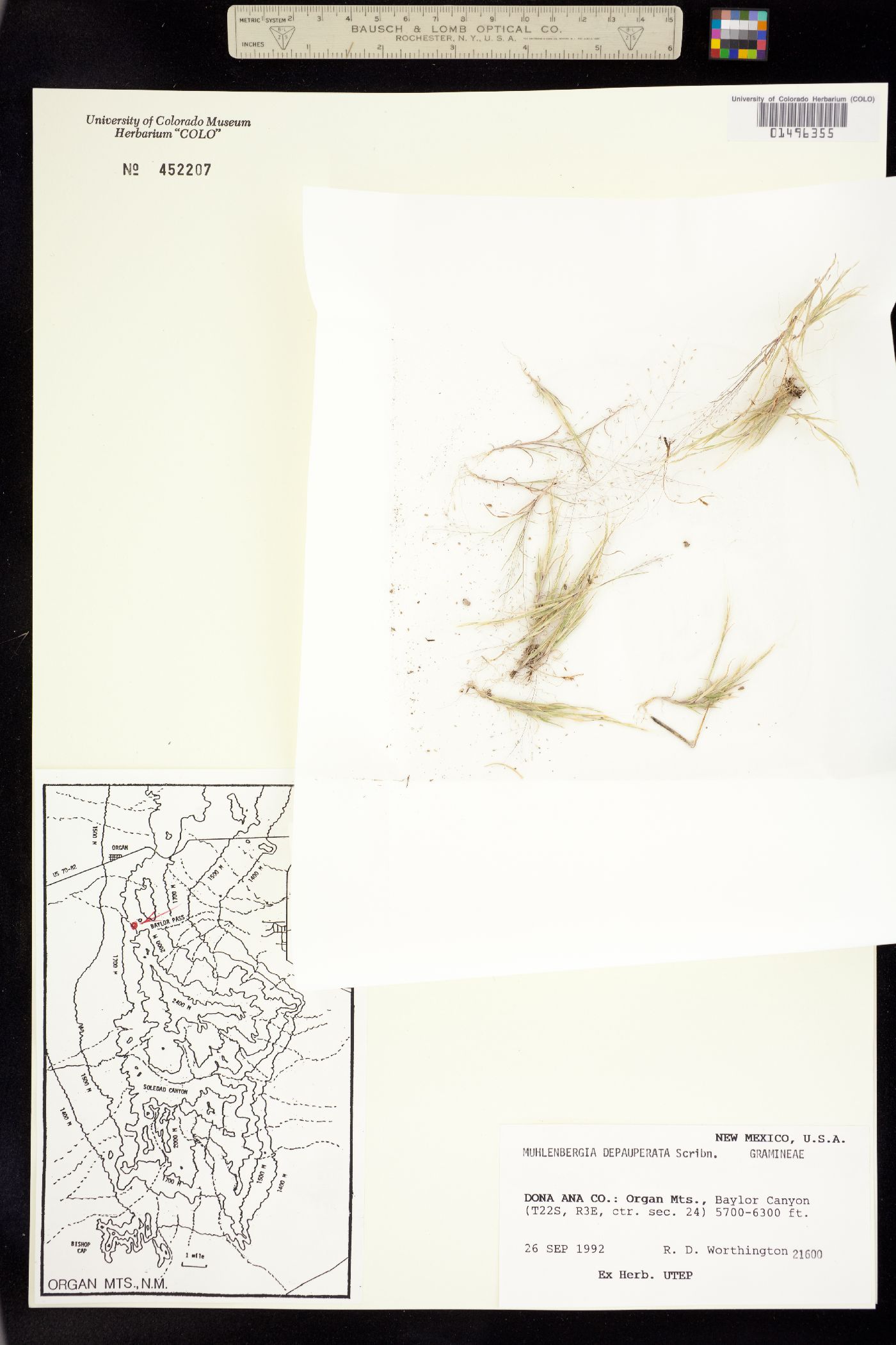 Muhlenbergia depauperata image