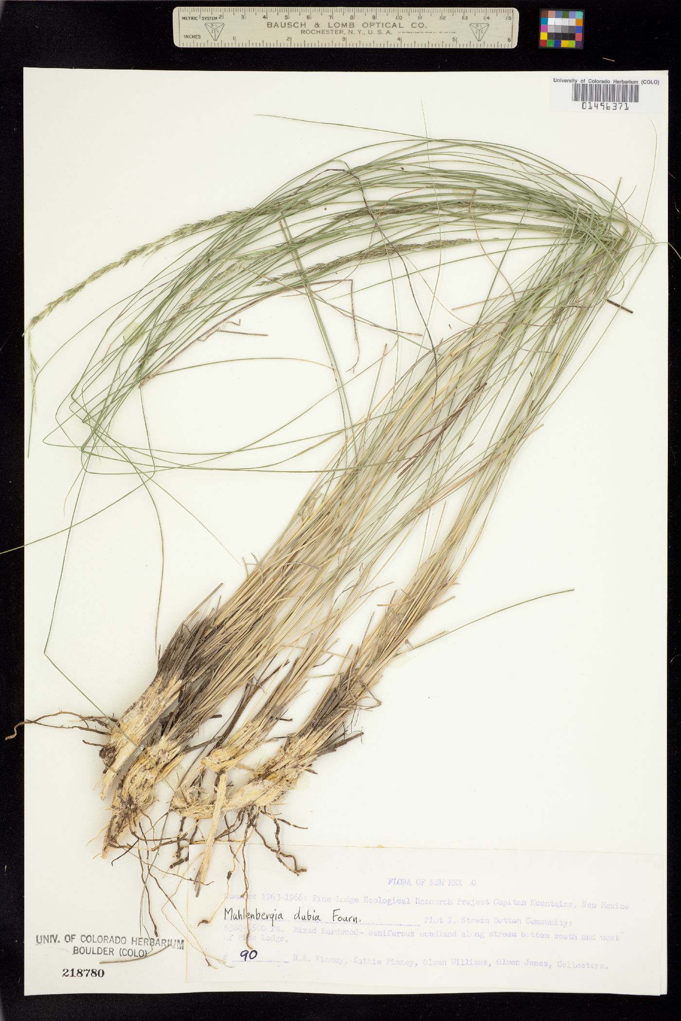 Muhlenbergia dubia image