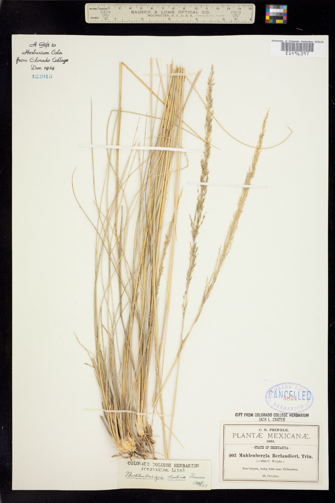 Muhlenbergia dubia image