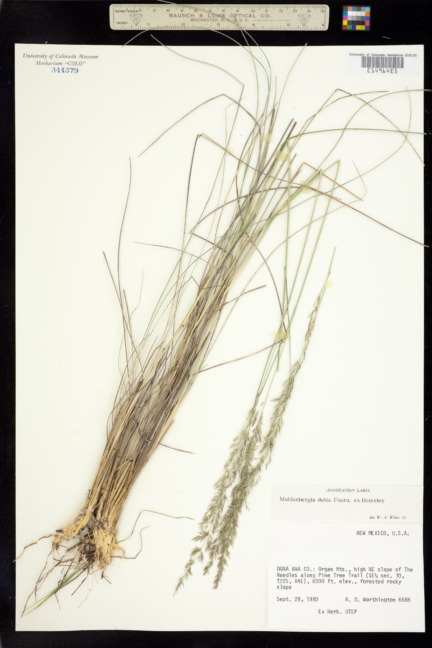 Muhlenbergia dubia image