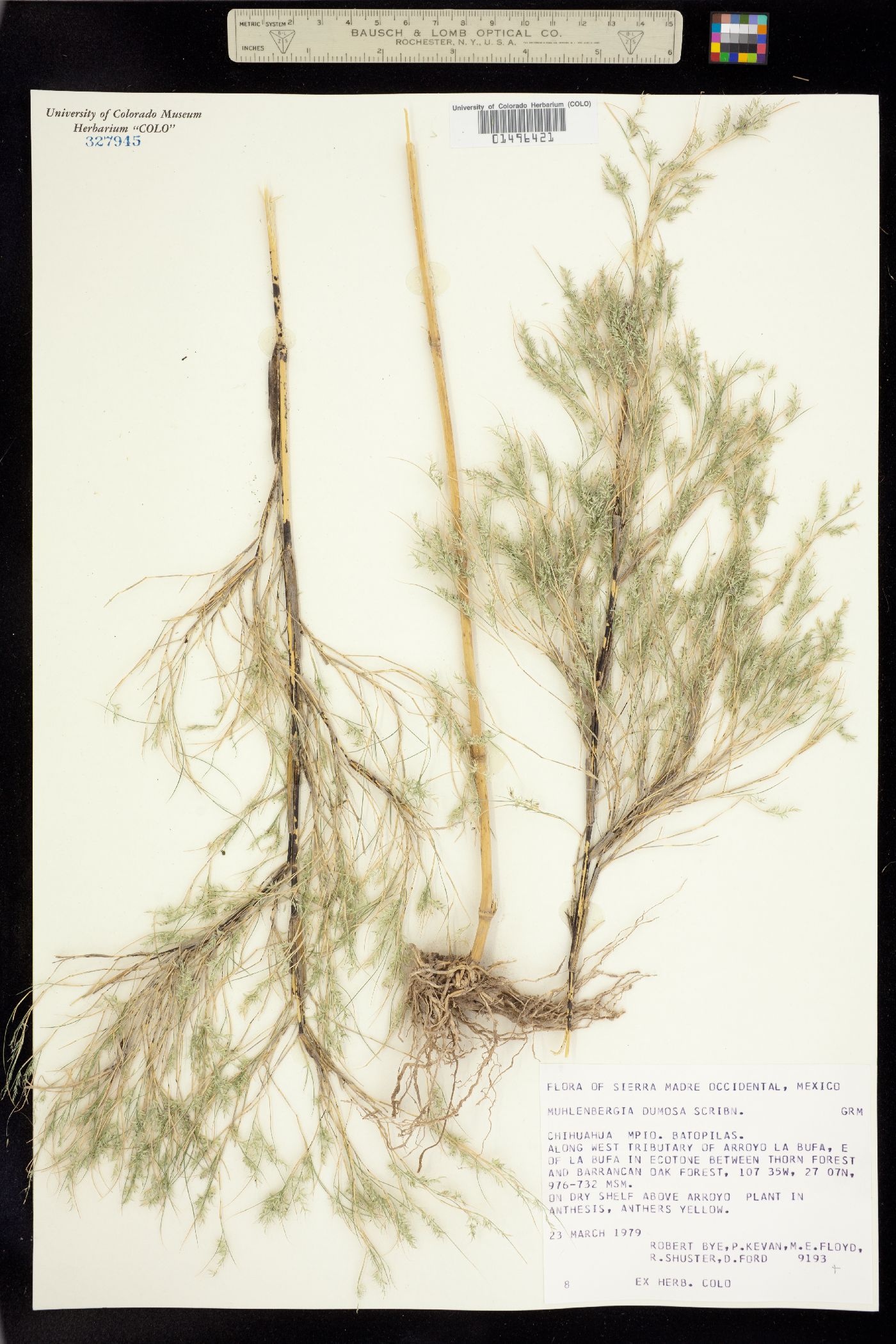 Muhlenbergia dumosa image